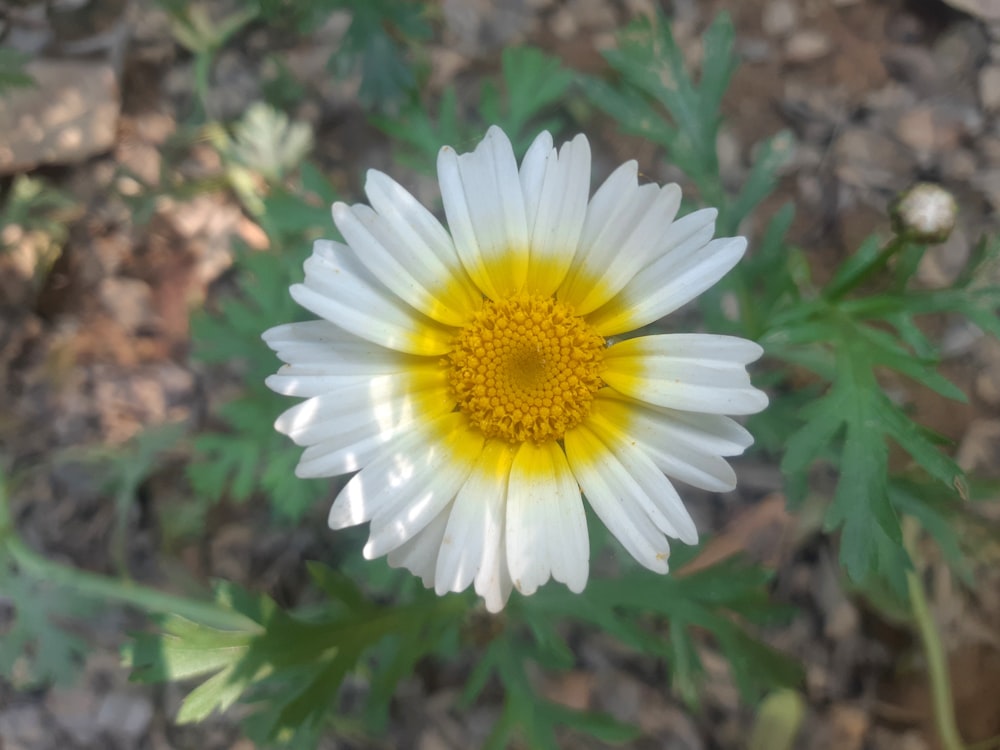 a close up of a white and yellow flower