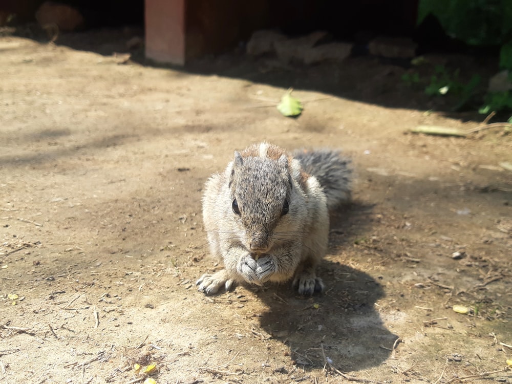 a squirrel sitting on the ground in the dirt
