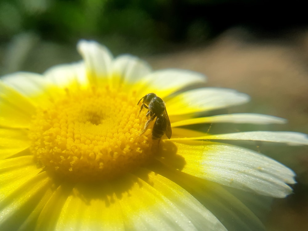 una abeja sentada encima de una flor amarilla y blanca