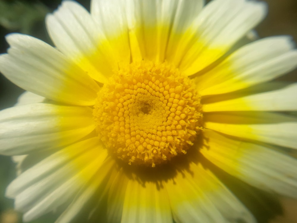 un primo piano di un fiore giallo e bianco