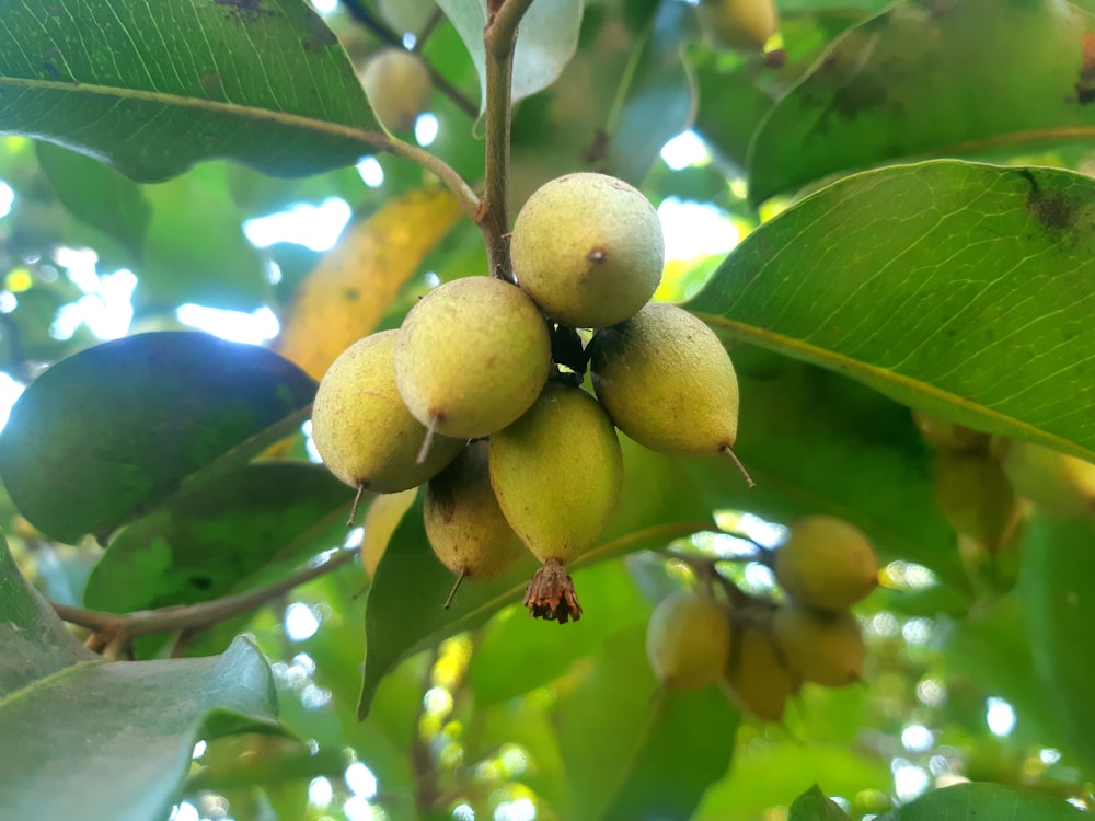 a bunch of fruit hanging from a tree