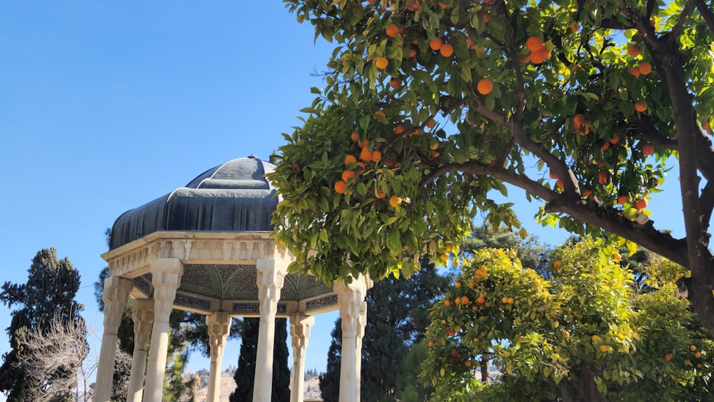 ein Orangenbaum, auf dem Orangen wachsen