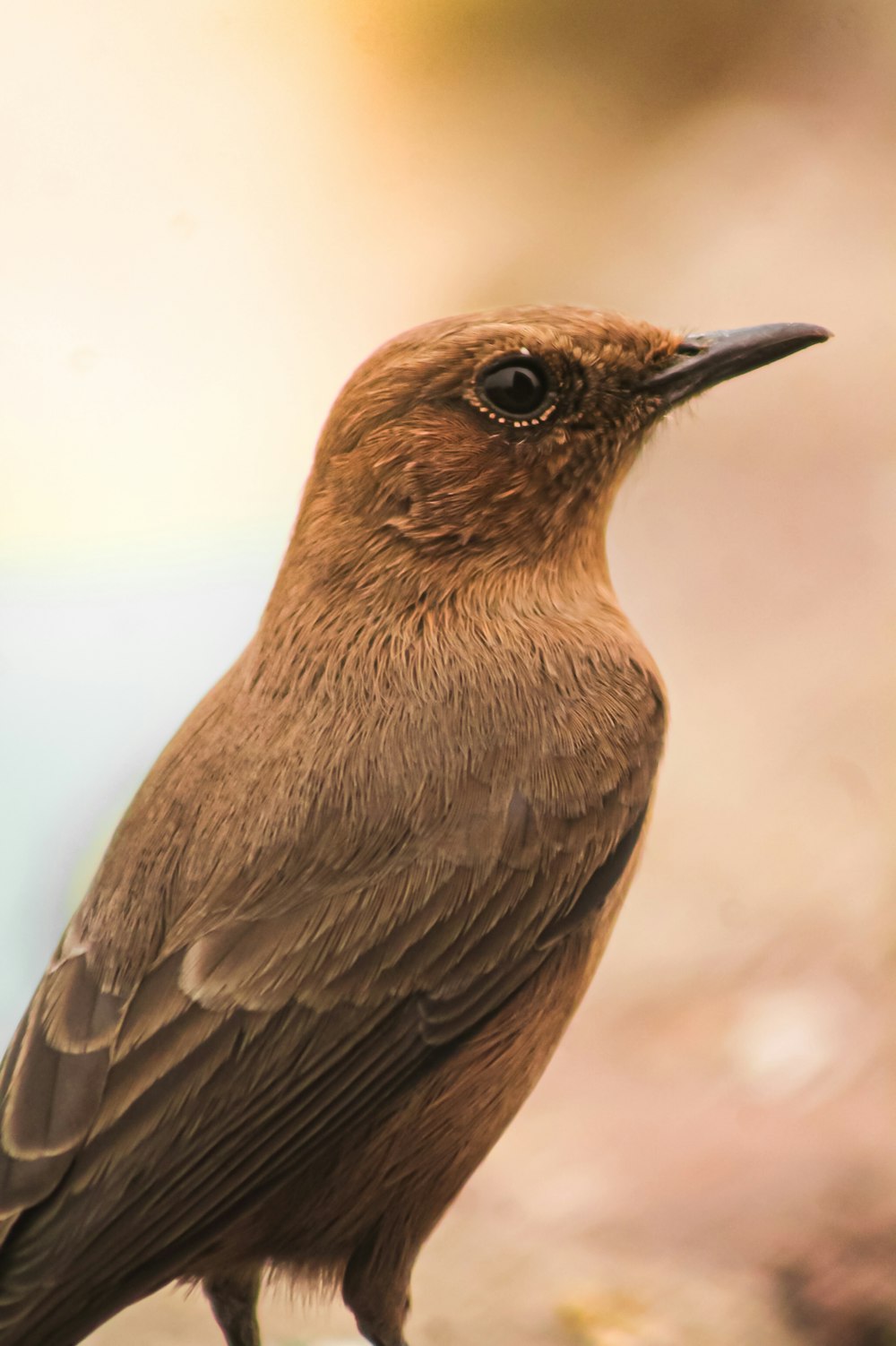 a brown bird sitting on top of a tree branch