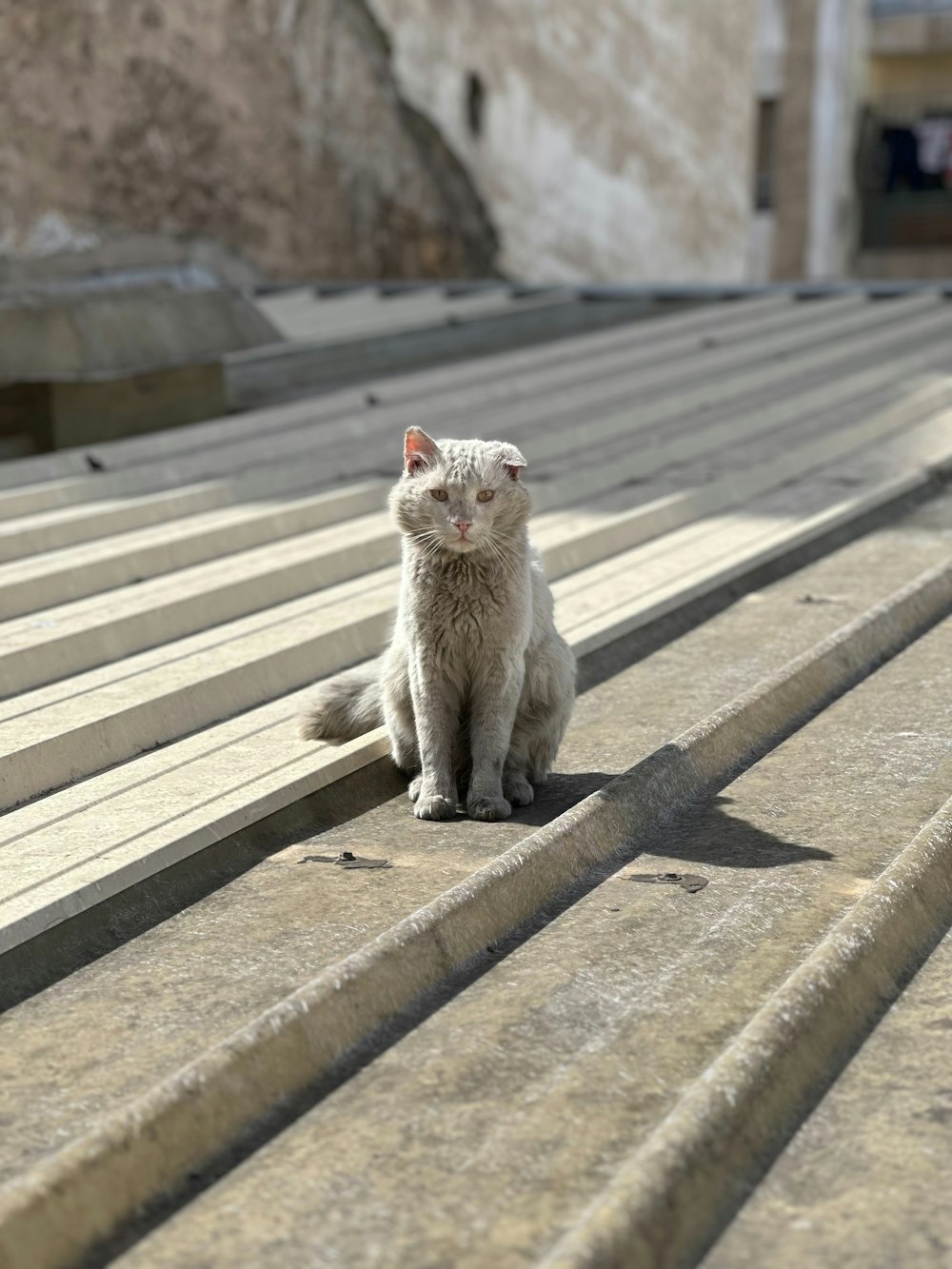 a white cat sitting on top of some steps