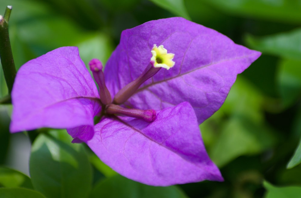 a close up of a purple flower with green leaves