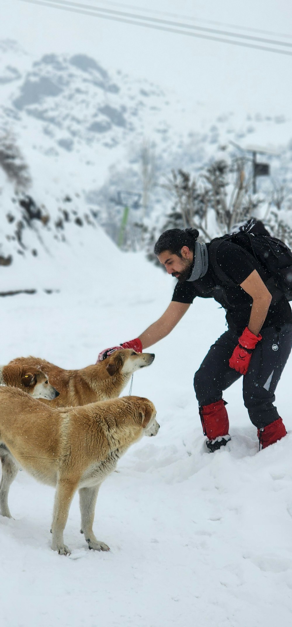 a man petting two dogs in the snow