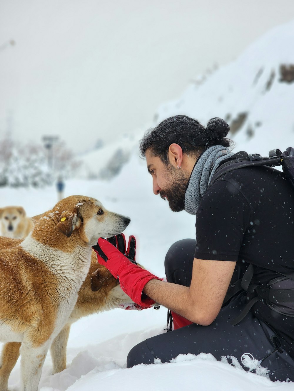 a man kneeling down next to a brown and white dog