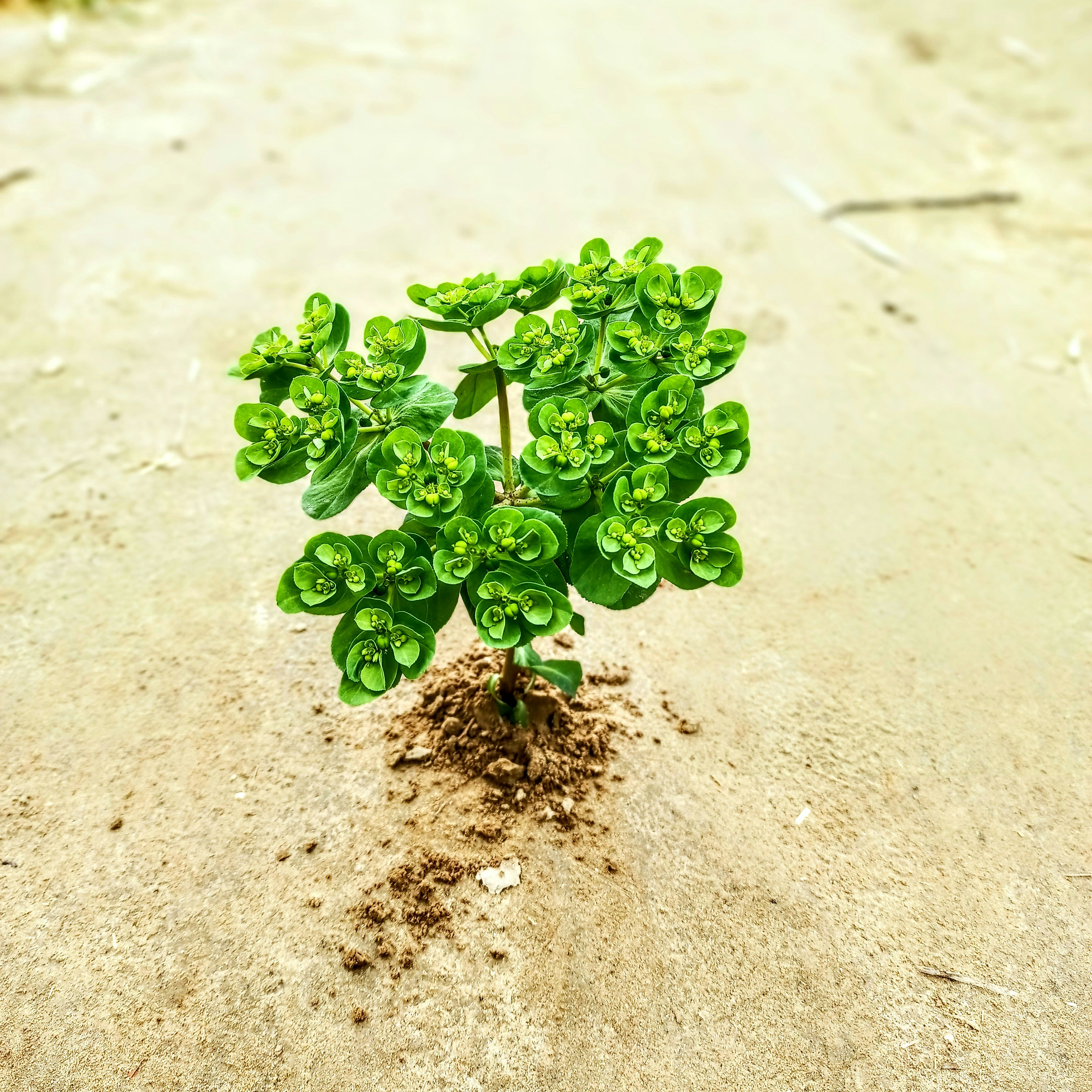 a small green plant sprouts out of the sand