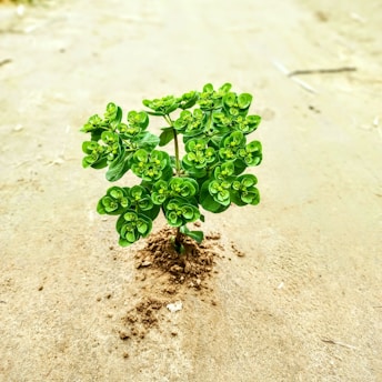 a small green plant sprouts out of the sand