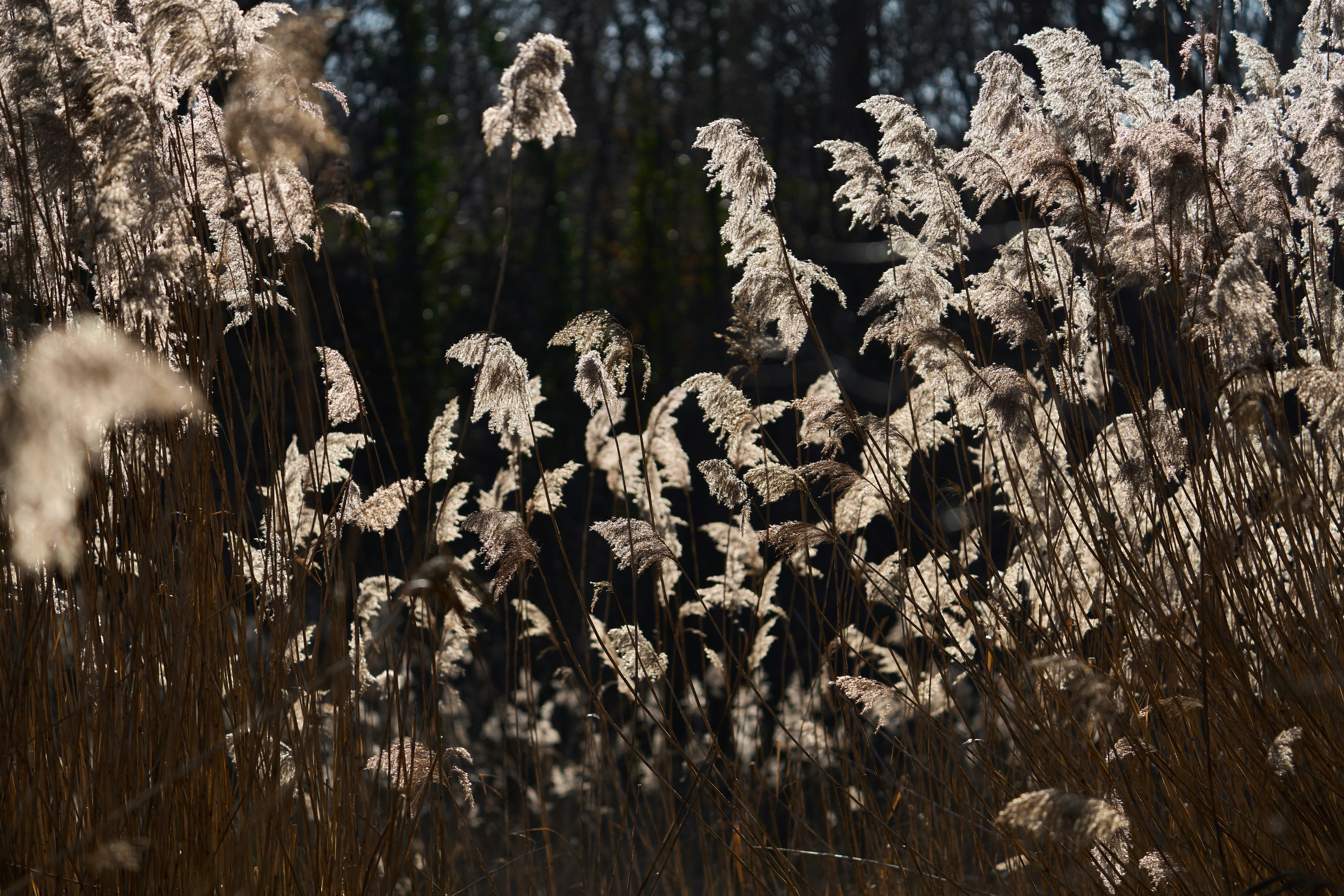 Photo by wolfgang_hasselmann