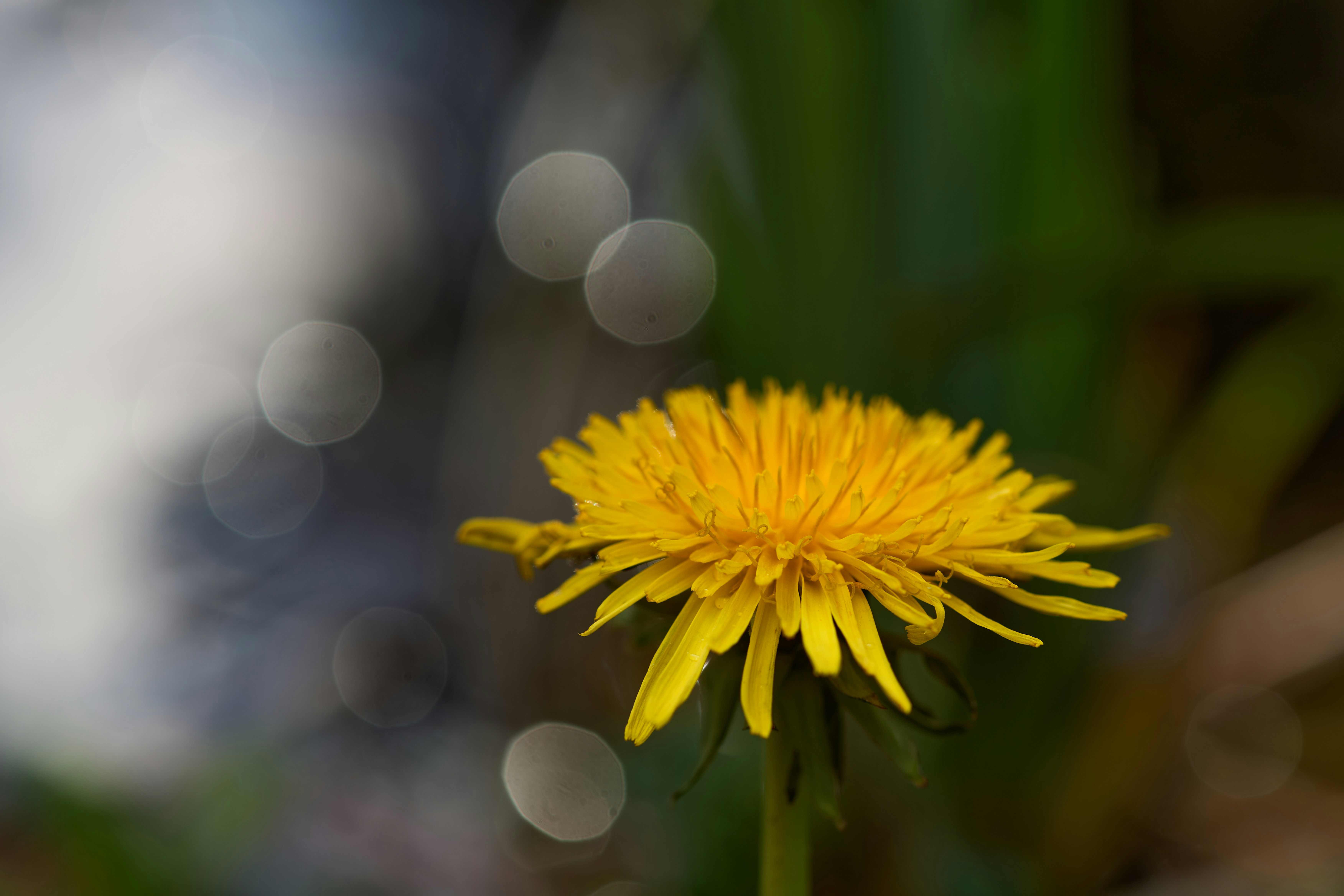 Photo by wolfgang_hasselmann