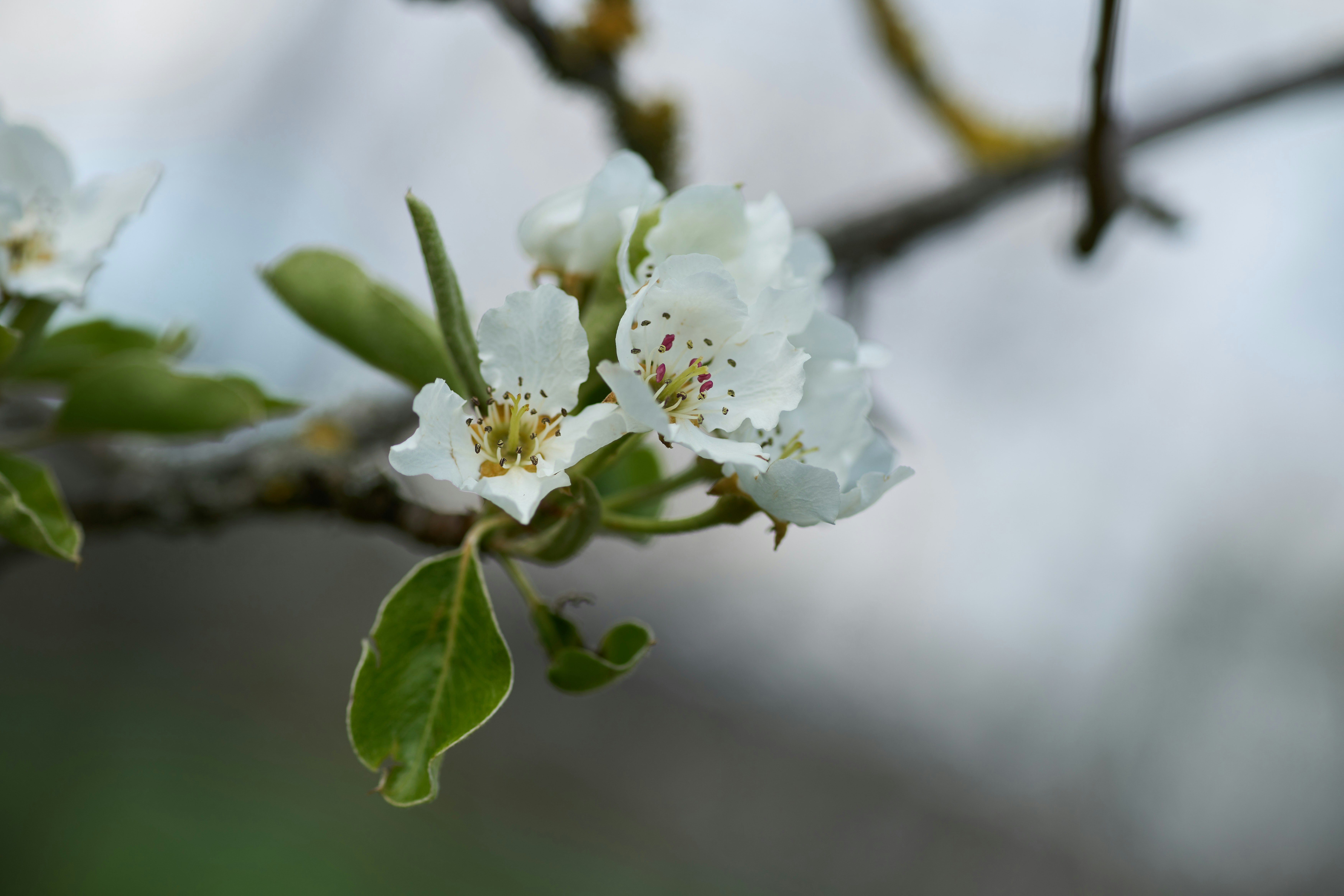 Photo by wolfgang_hasselmann