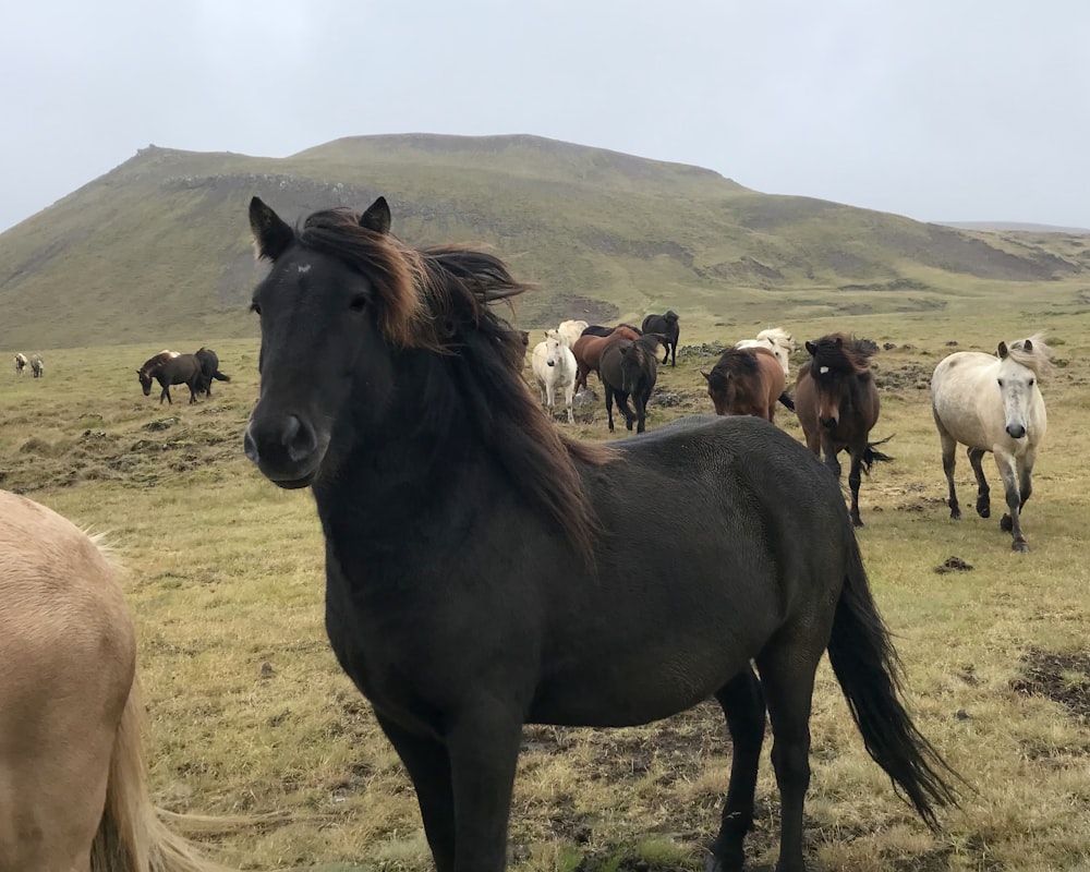 a herd of horses standing on top of a grass covered field