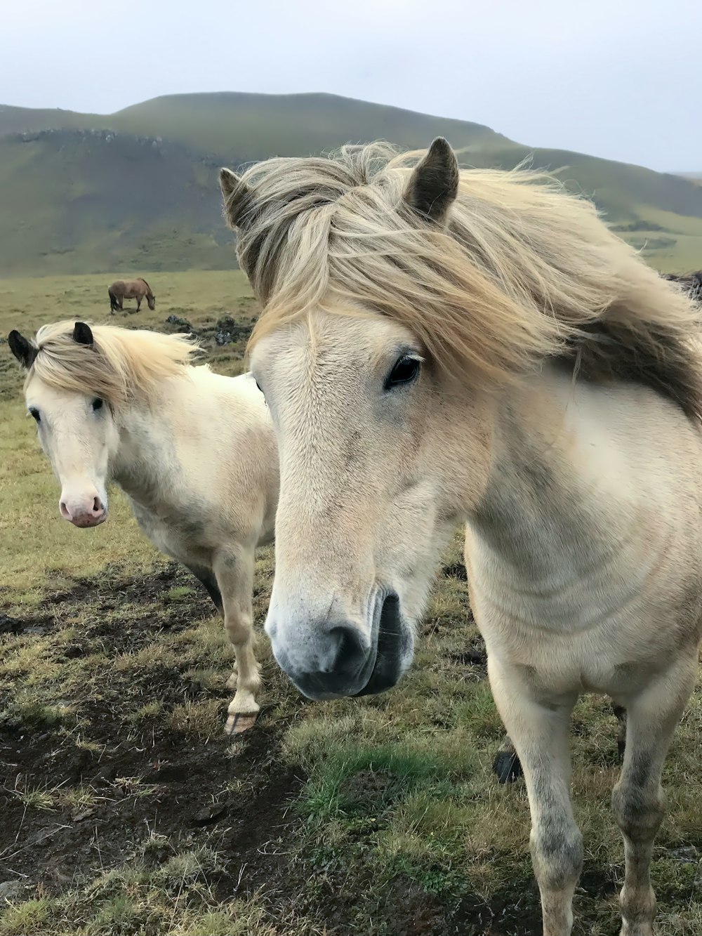 a couple of white horses standing on top of a grass covered field