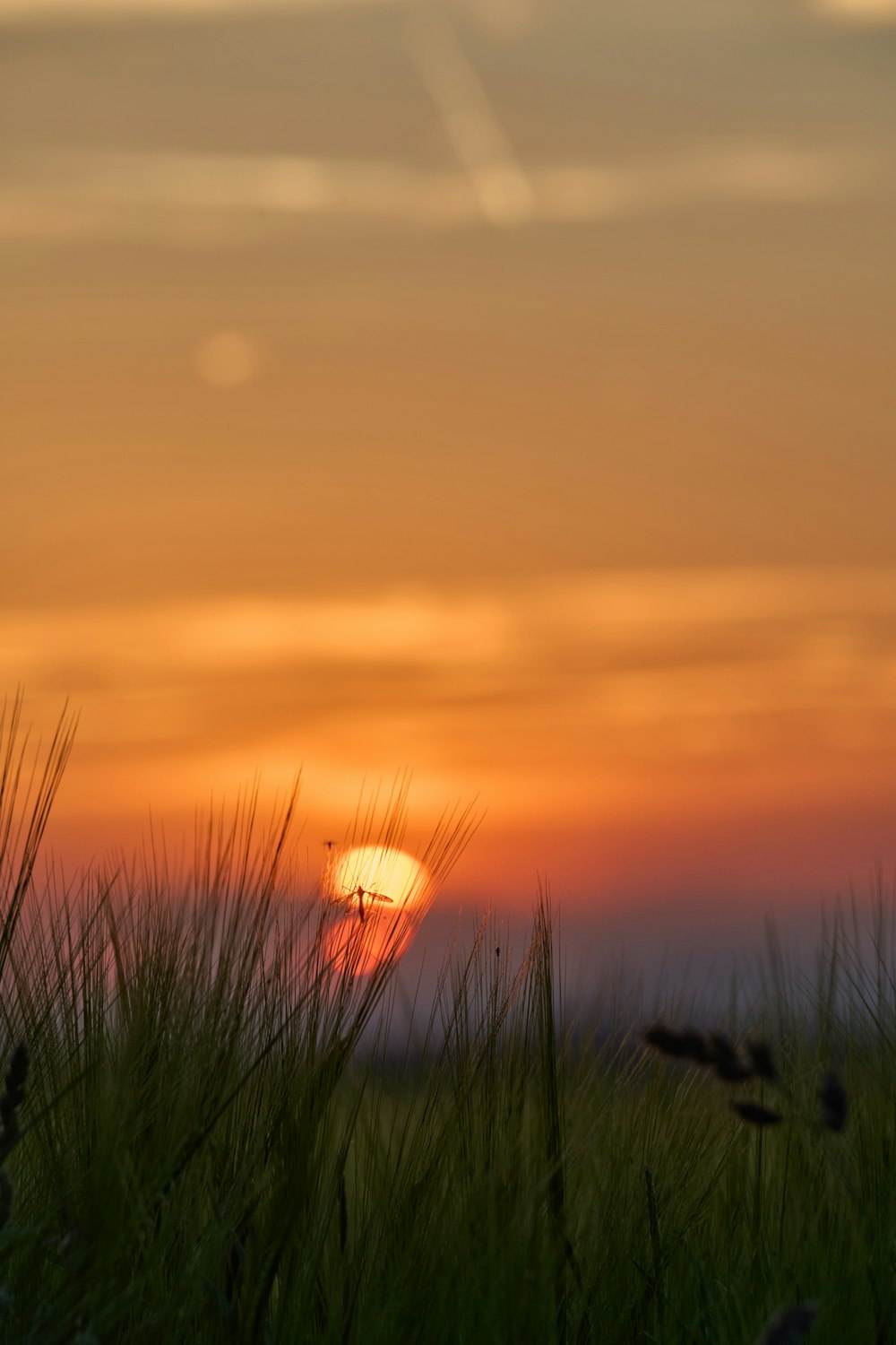 the sun is setting over a grassy field