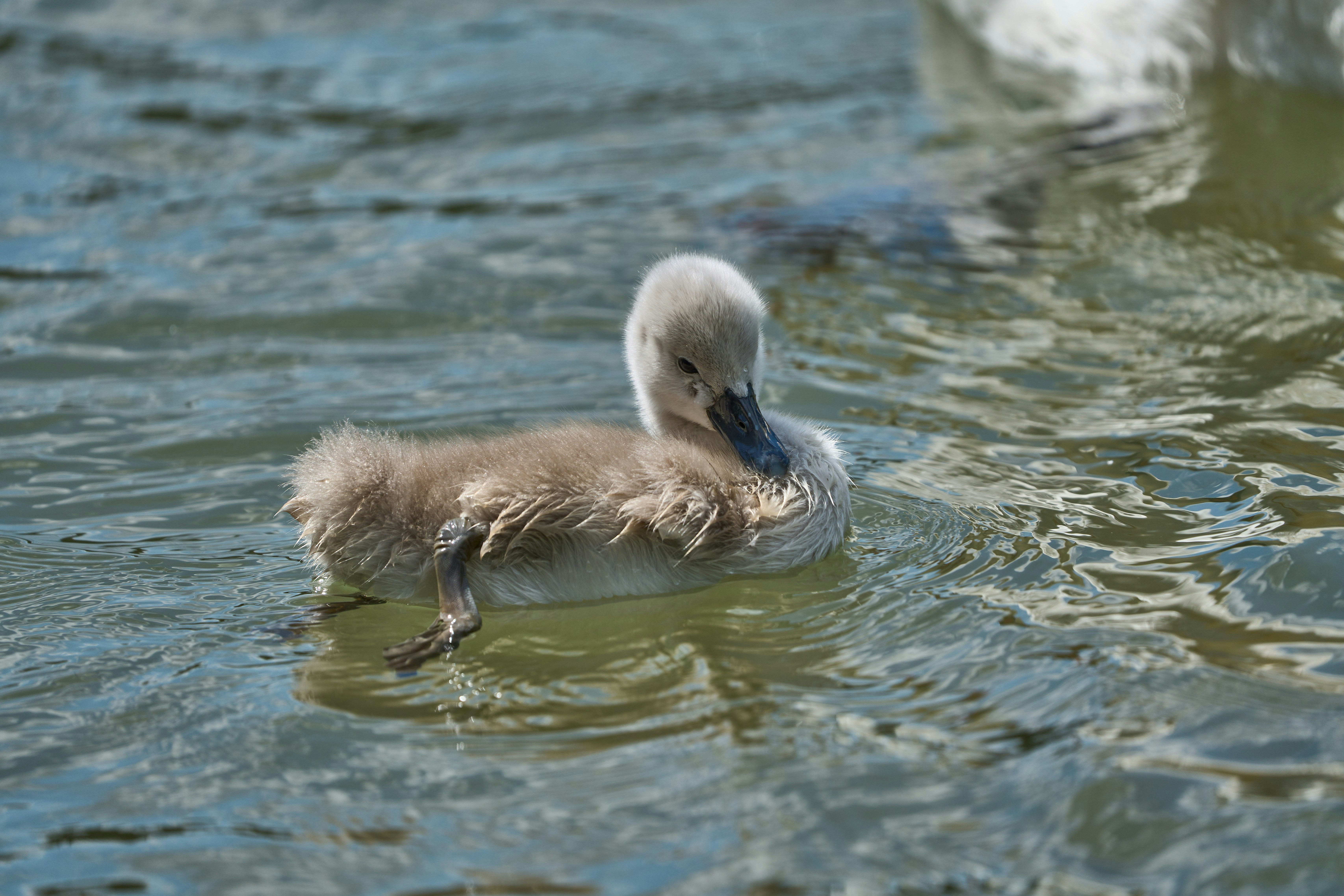 Photo by wolfgang_hasselmann