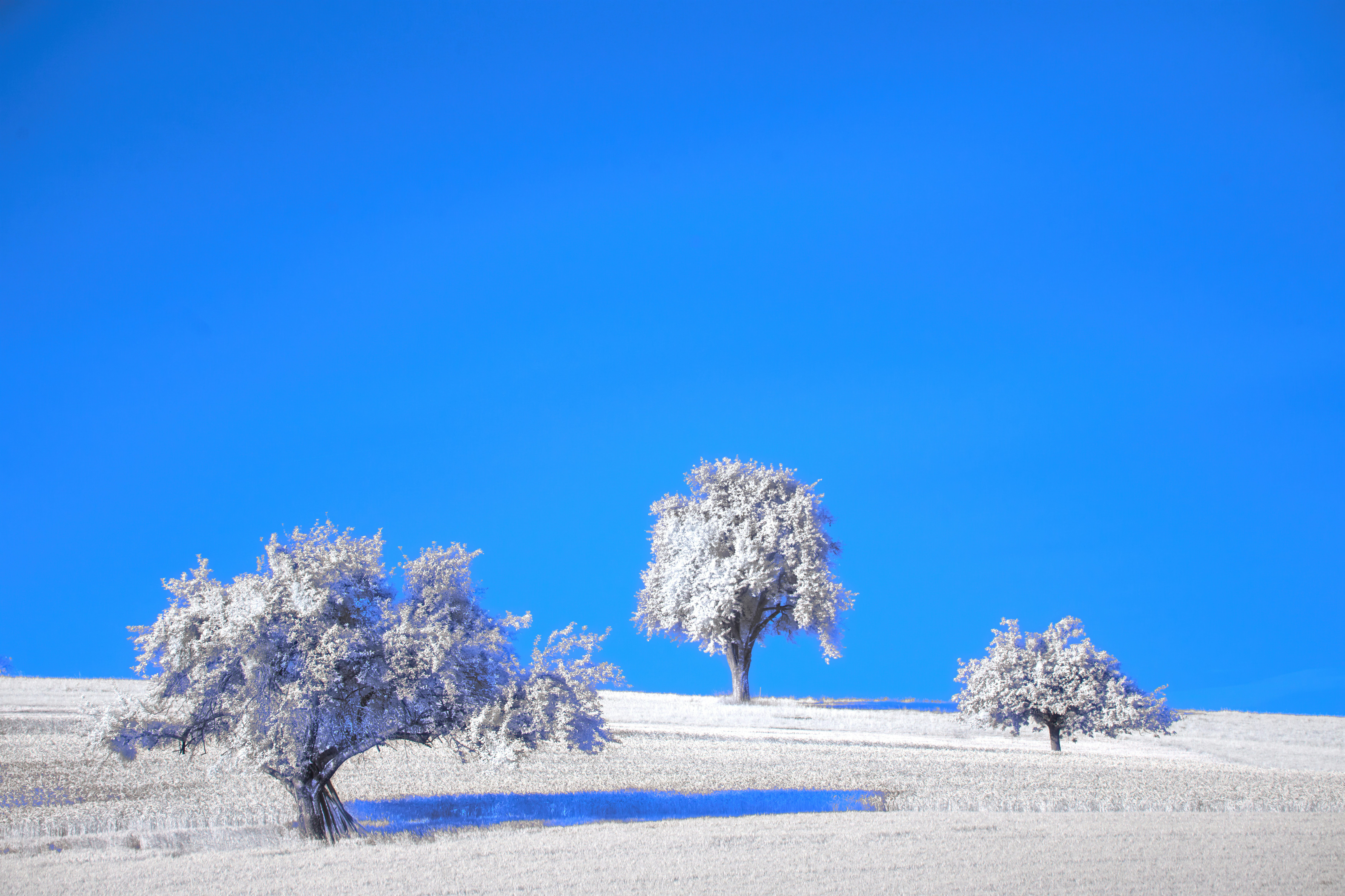 Photo by wolfgang_hasselmann