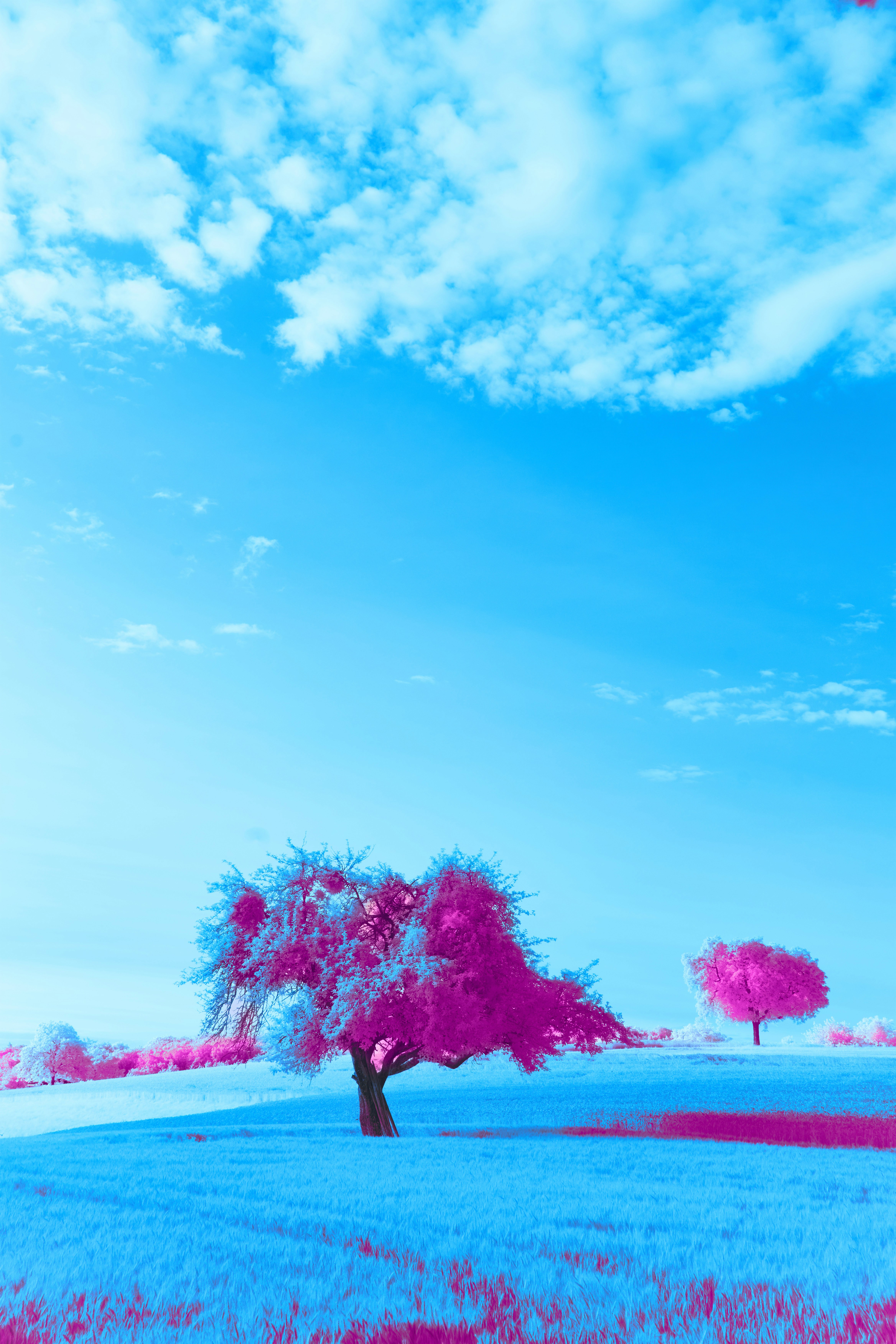 Photo by wolfgang_hasselmann