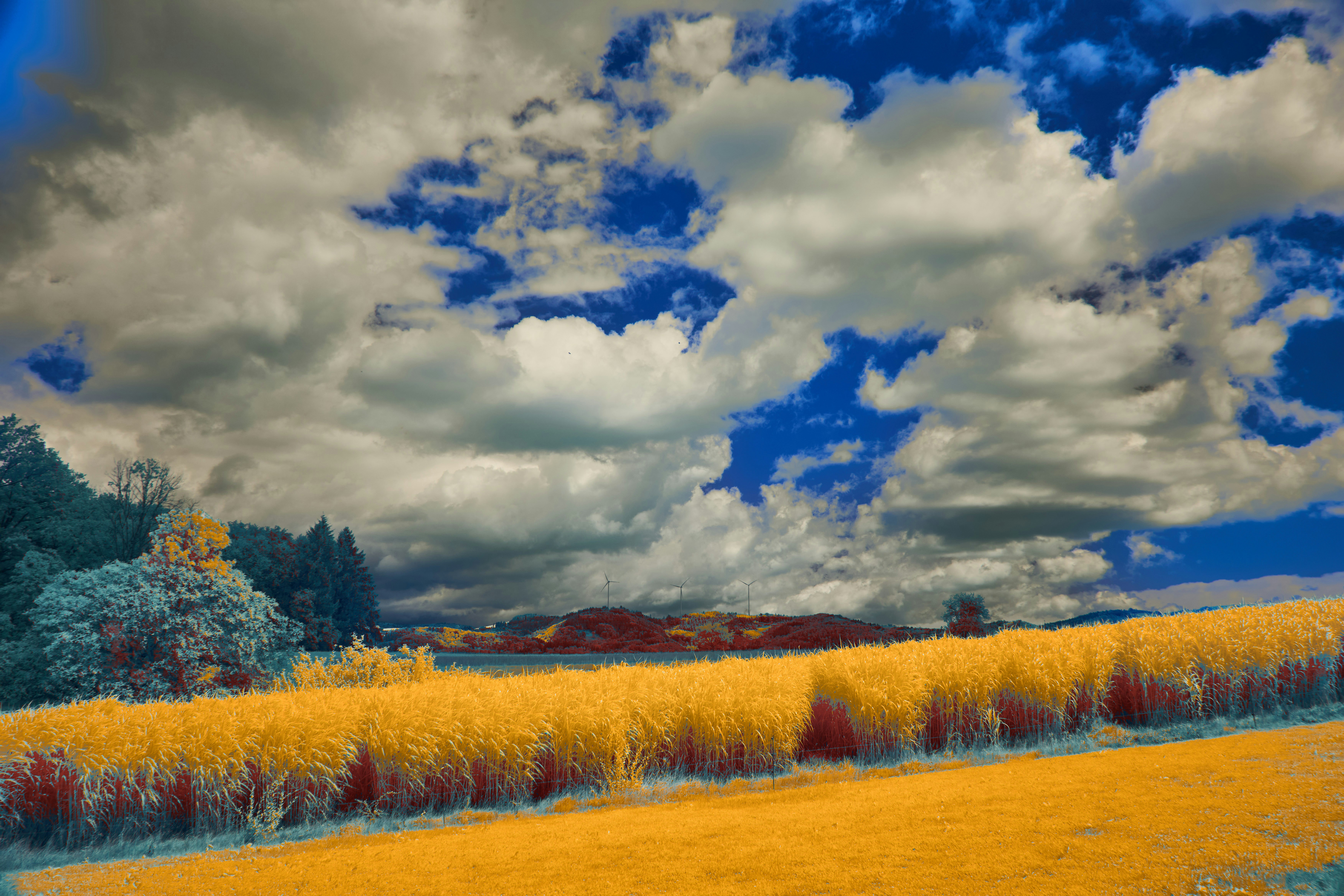 Photo by wolfgang_hasselmann