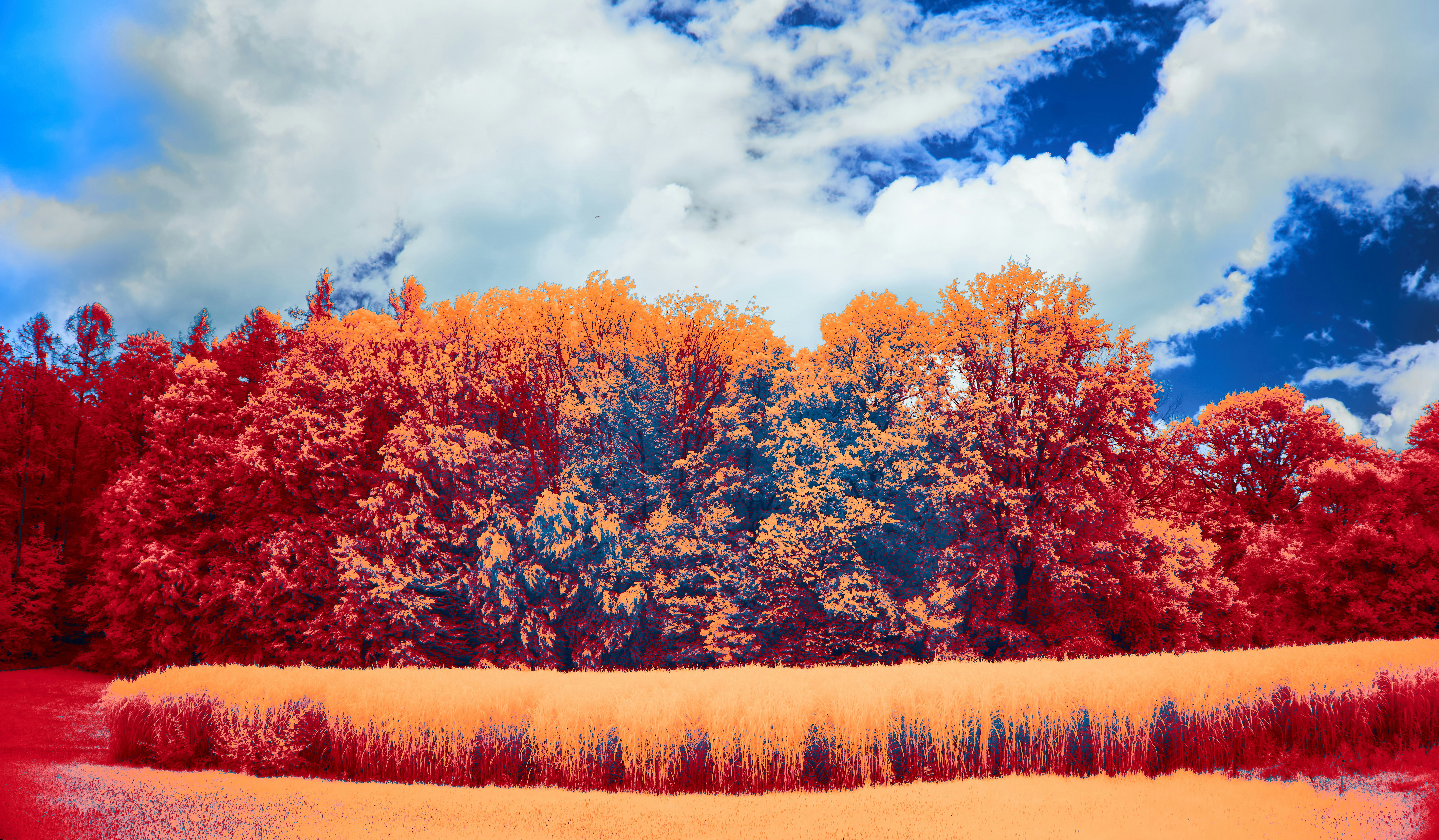 Ein Gemälde eines Feldes mit Bäumen im Hintergrund Foto – Kostenloses Bild  zum Thema Herbst auf Unsplash, image size:3000x1753