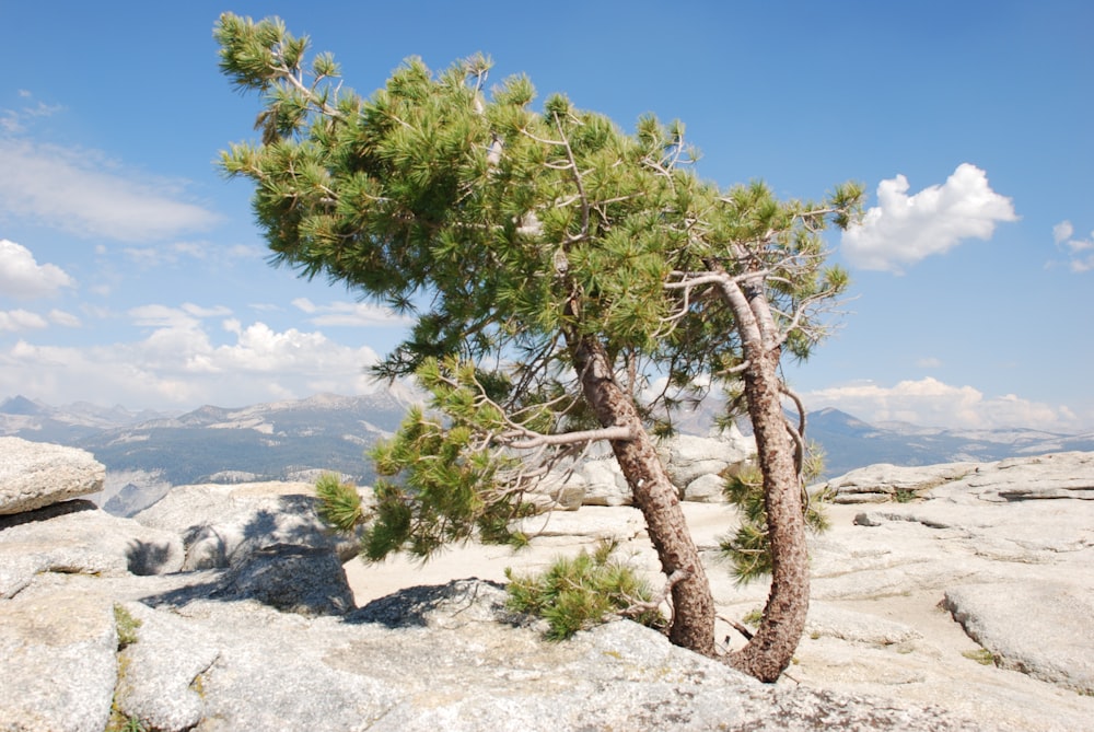 a lone pine tree on top of a mountain