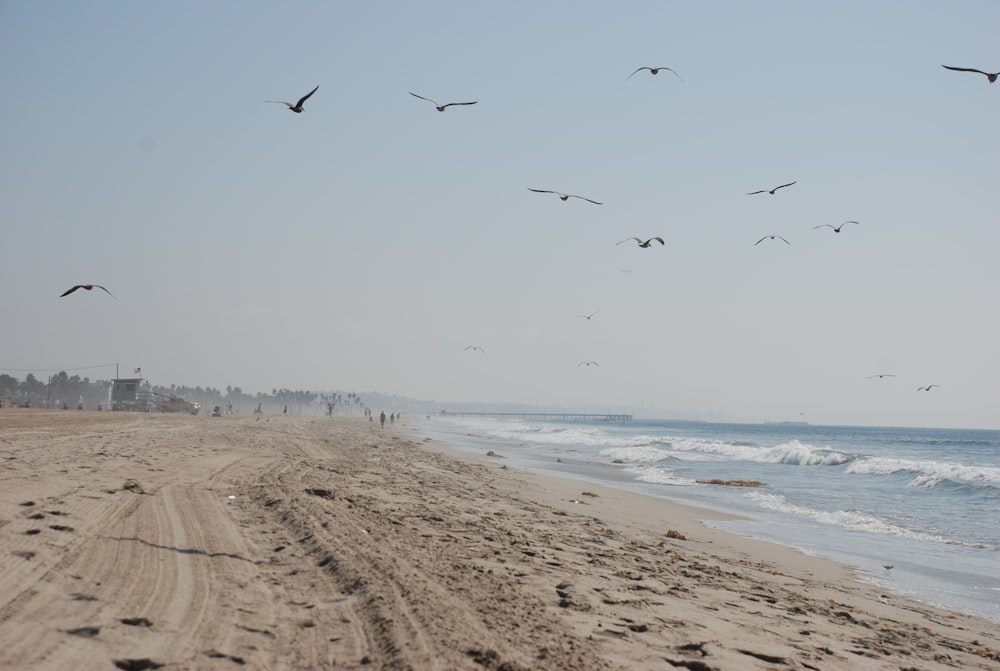 a flock of birds flying over a sandy beach