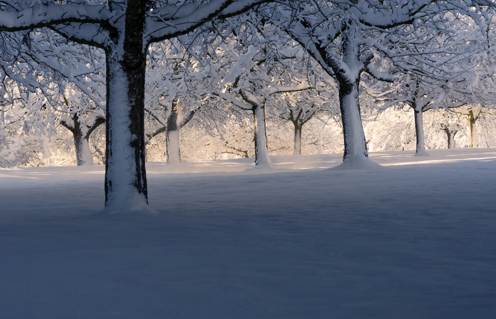 a snow covered field with trees in the background