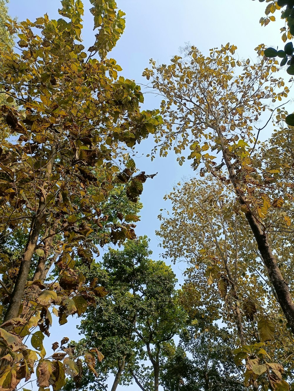 a forest filled with lots of trees and lots of leaves