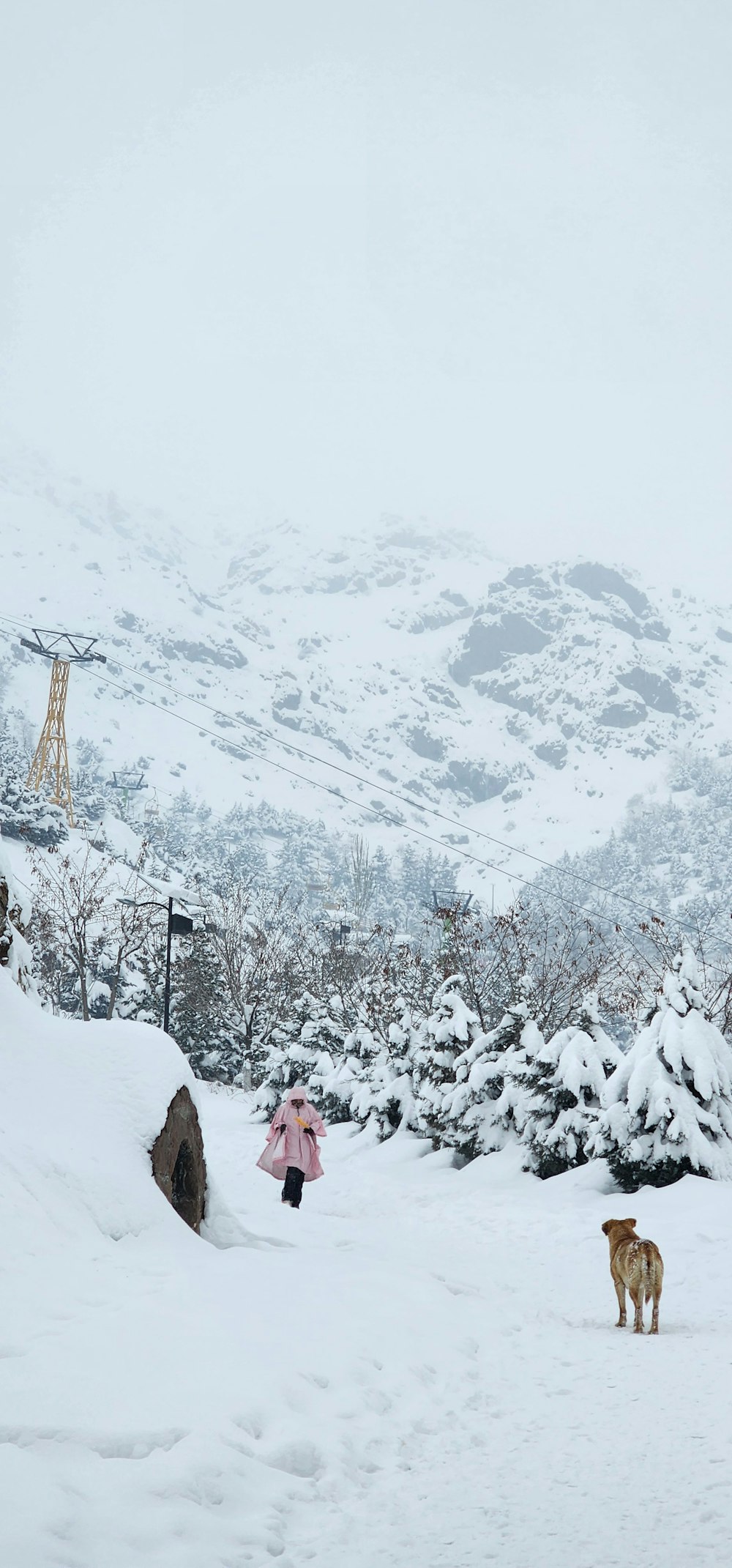 a person walking a dog in the snow