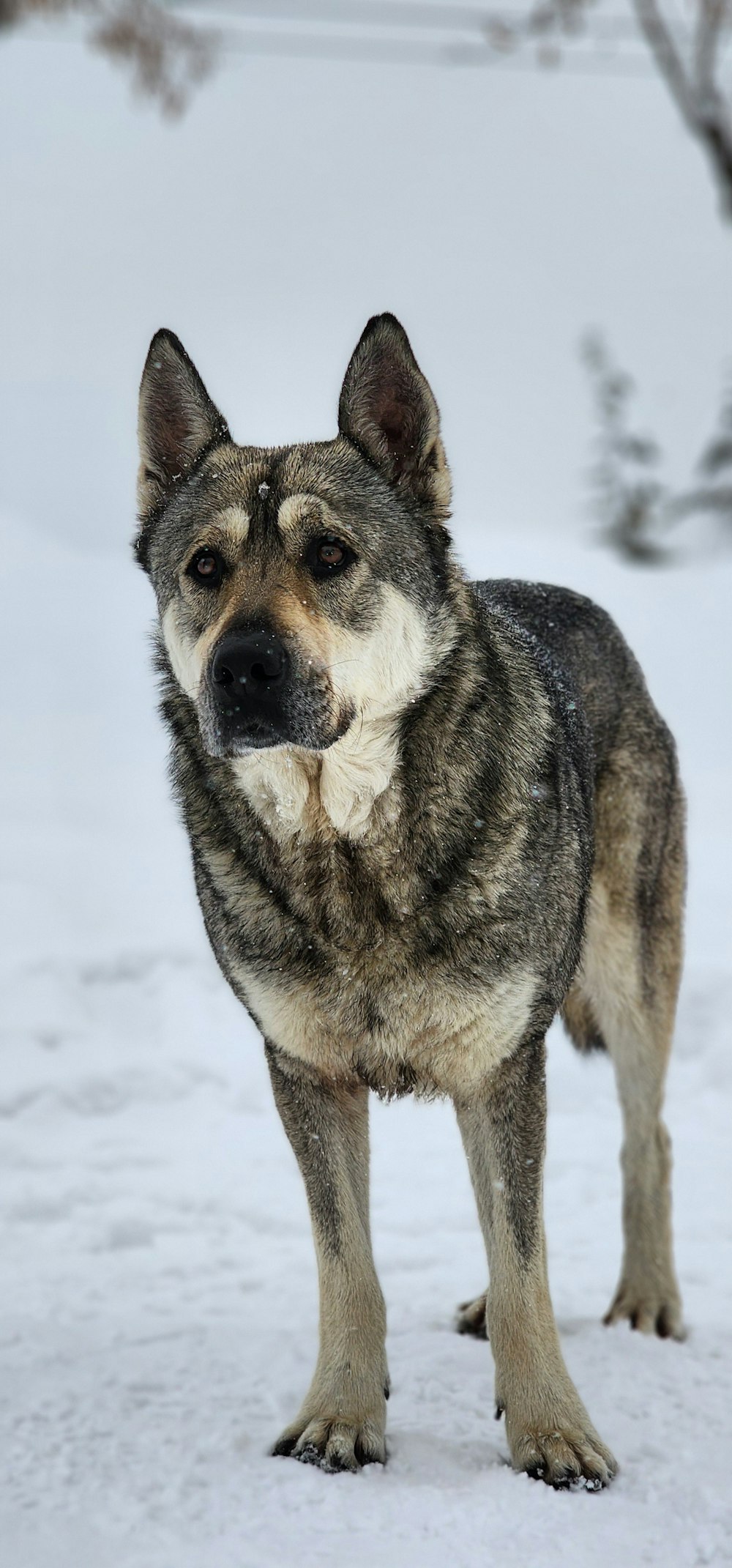 a gray and white dog standing in the snow