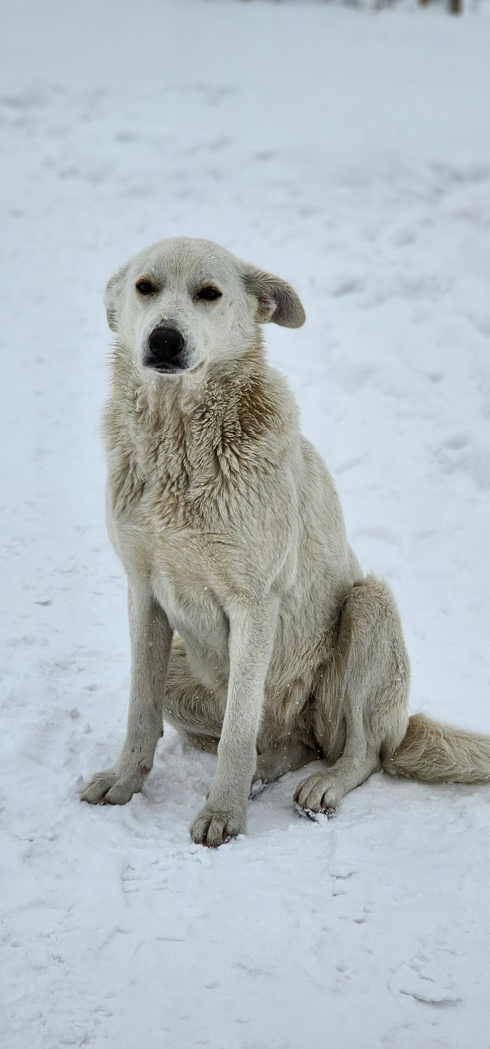 a large white dog sitting in the snow