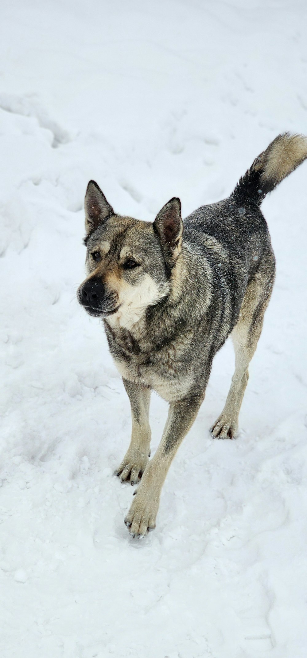 a gray and black dog standing in the snow