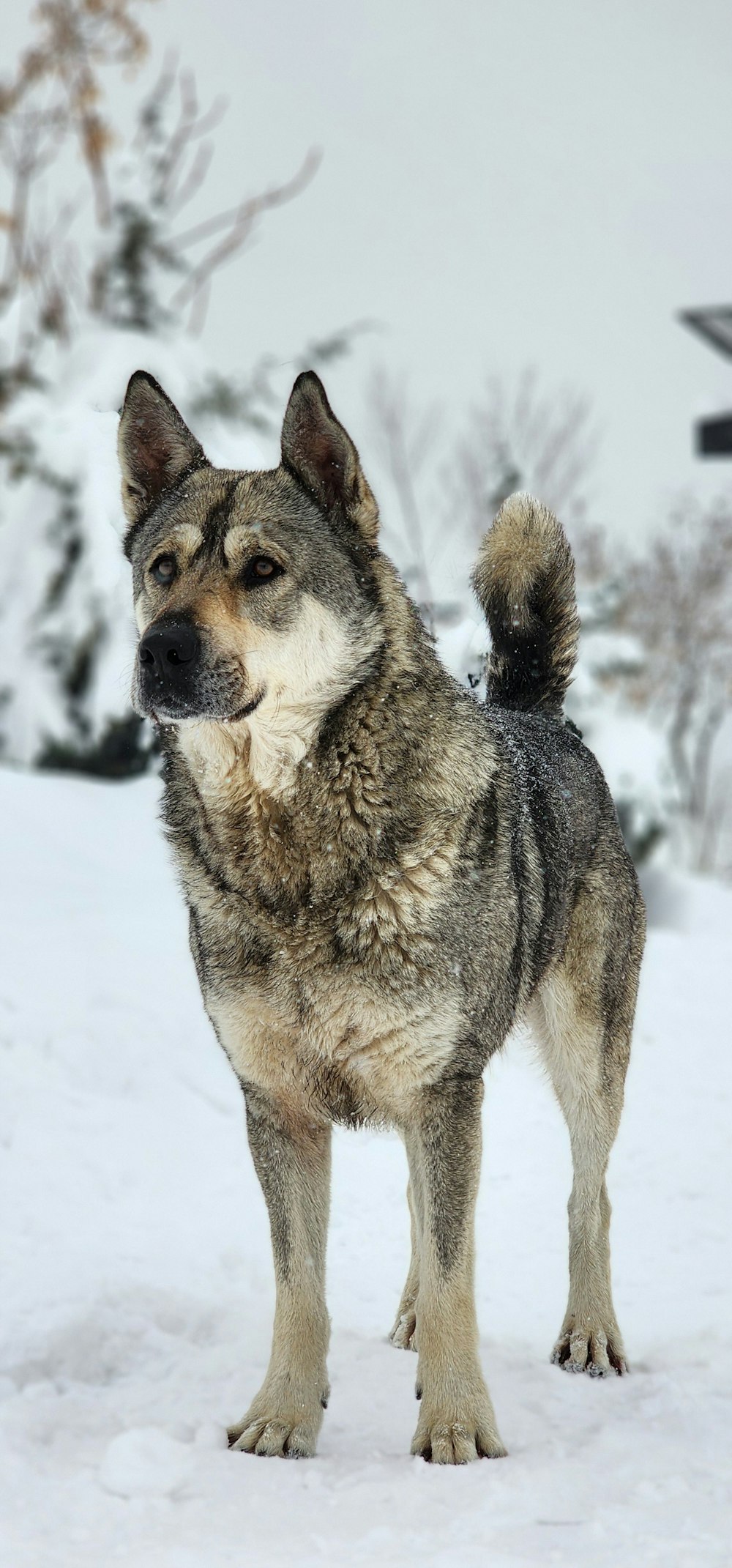 a large gray dog standing in the snow