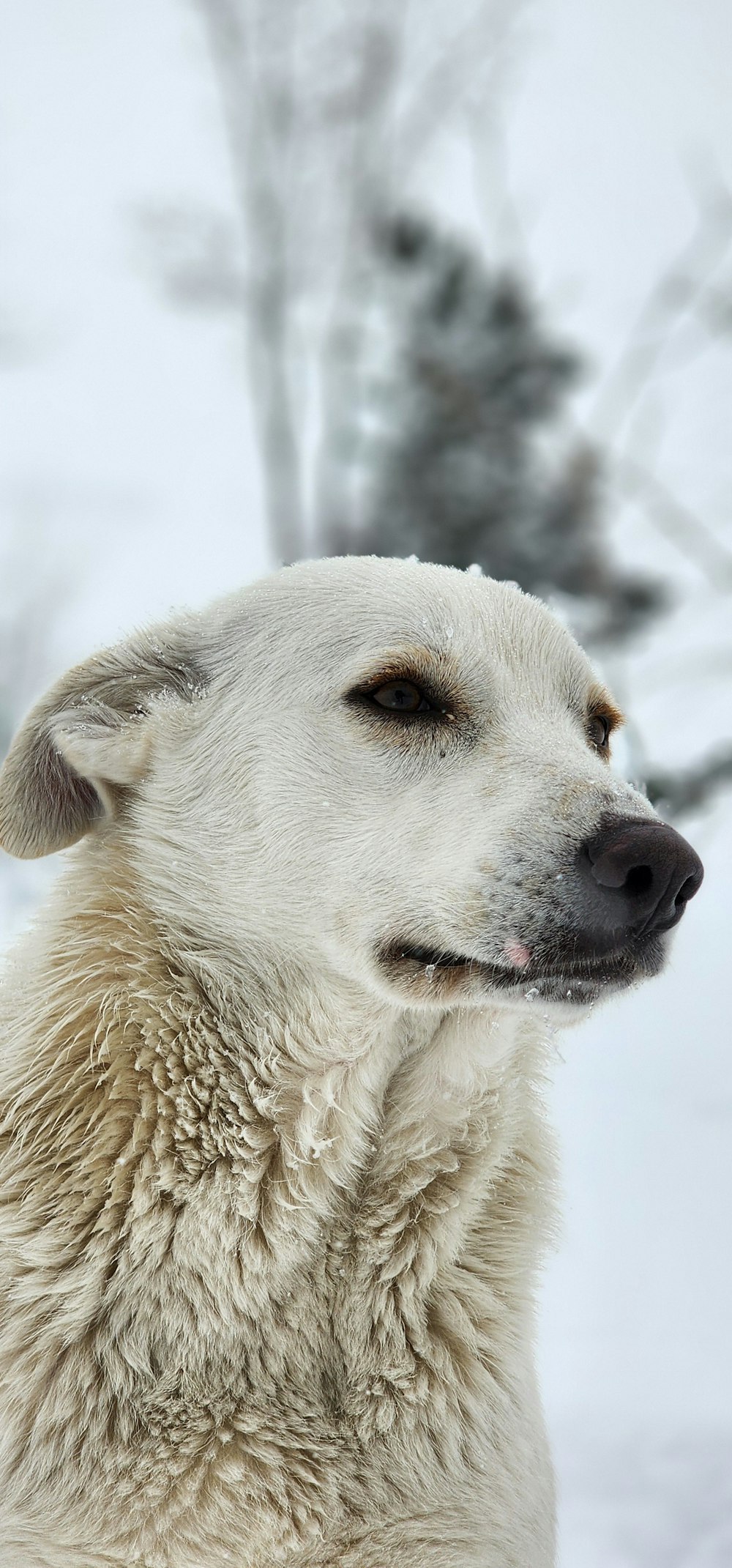 a close up of a dog in the snow