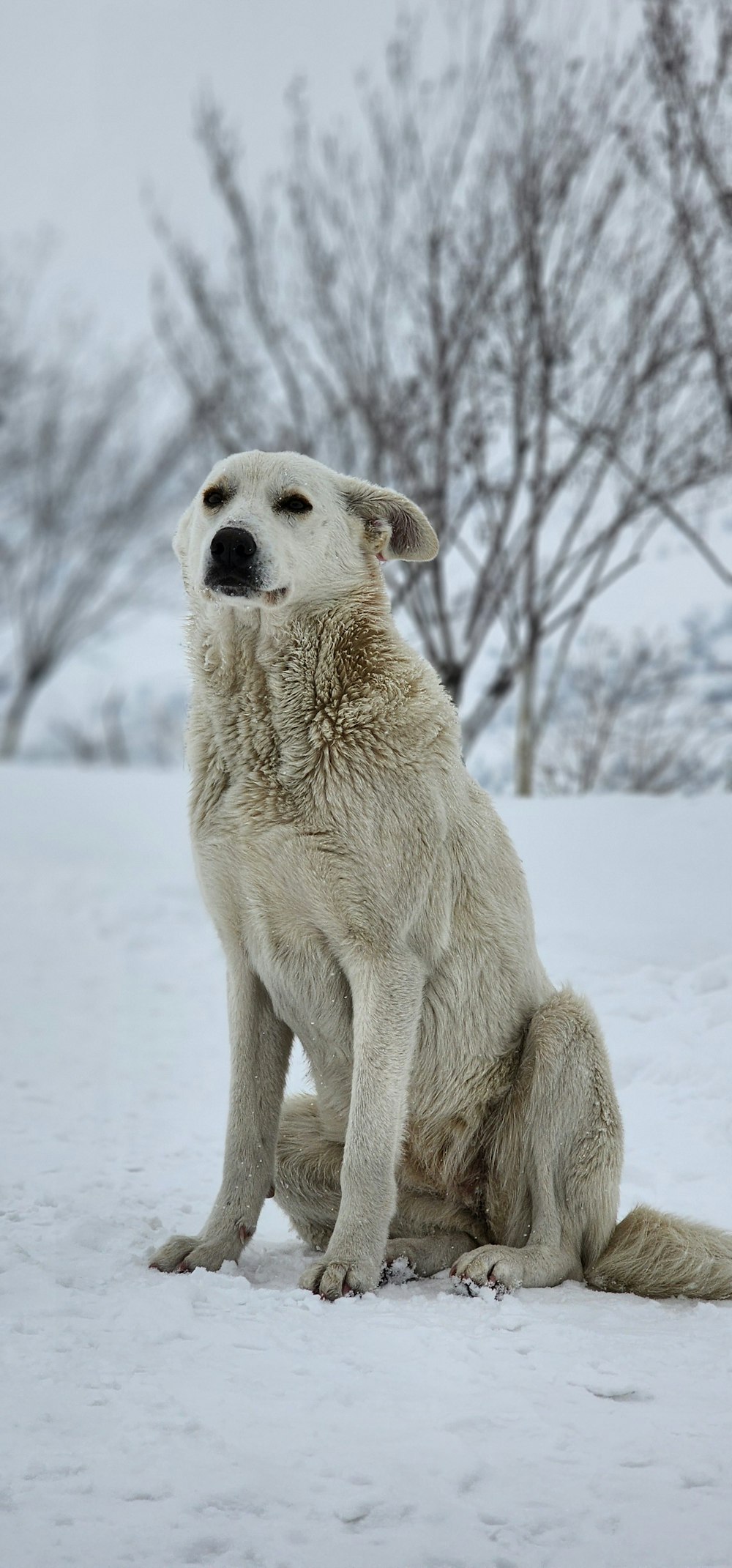 a large white dog sitting in the snow