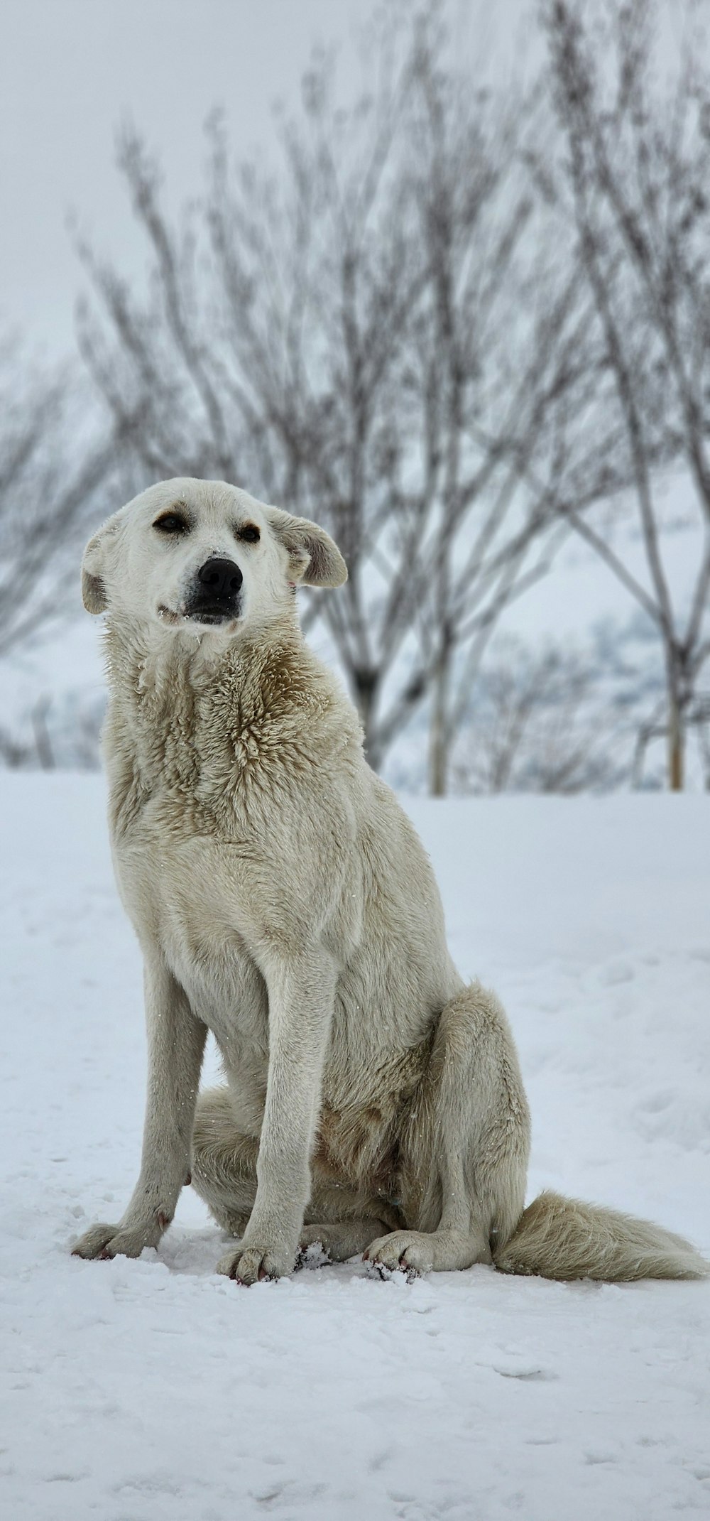 a large white dog sitting in the snow