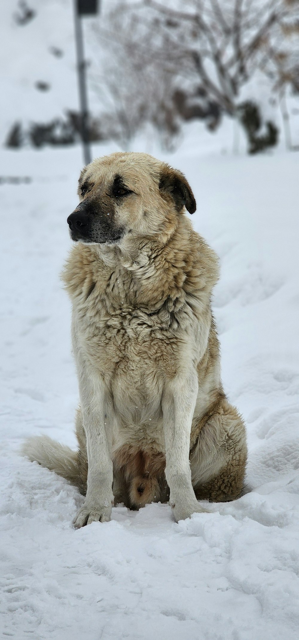 a large white dog sitting in the snow