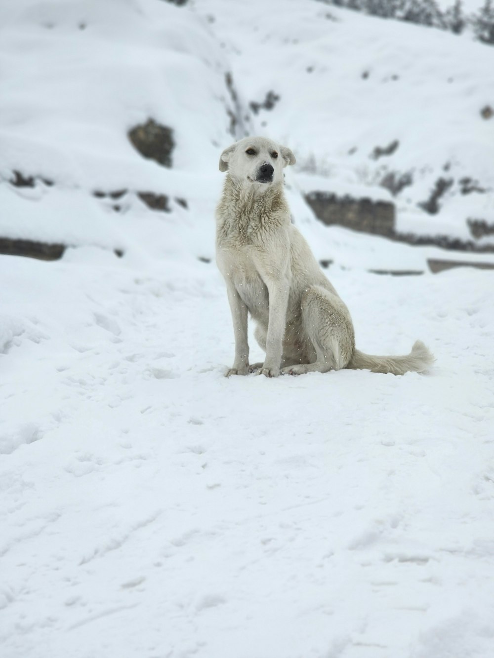 a large white dog sitting in the snow