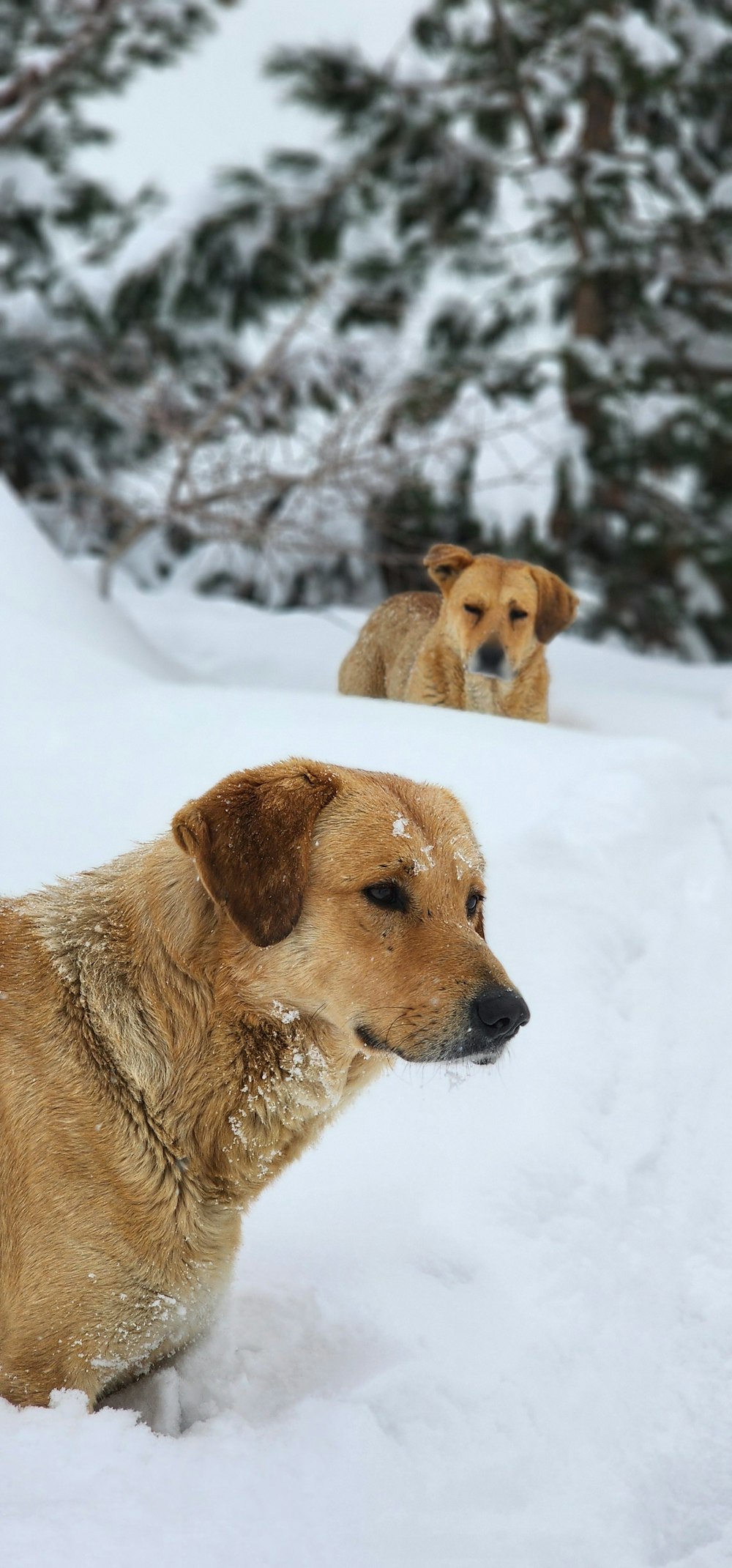 a couple of dogs that are in the snow