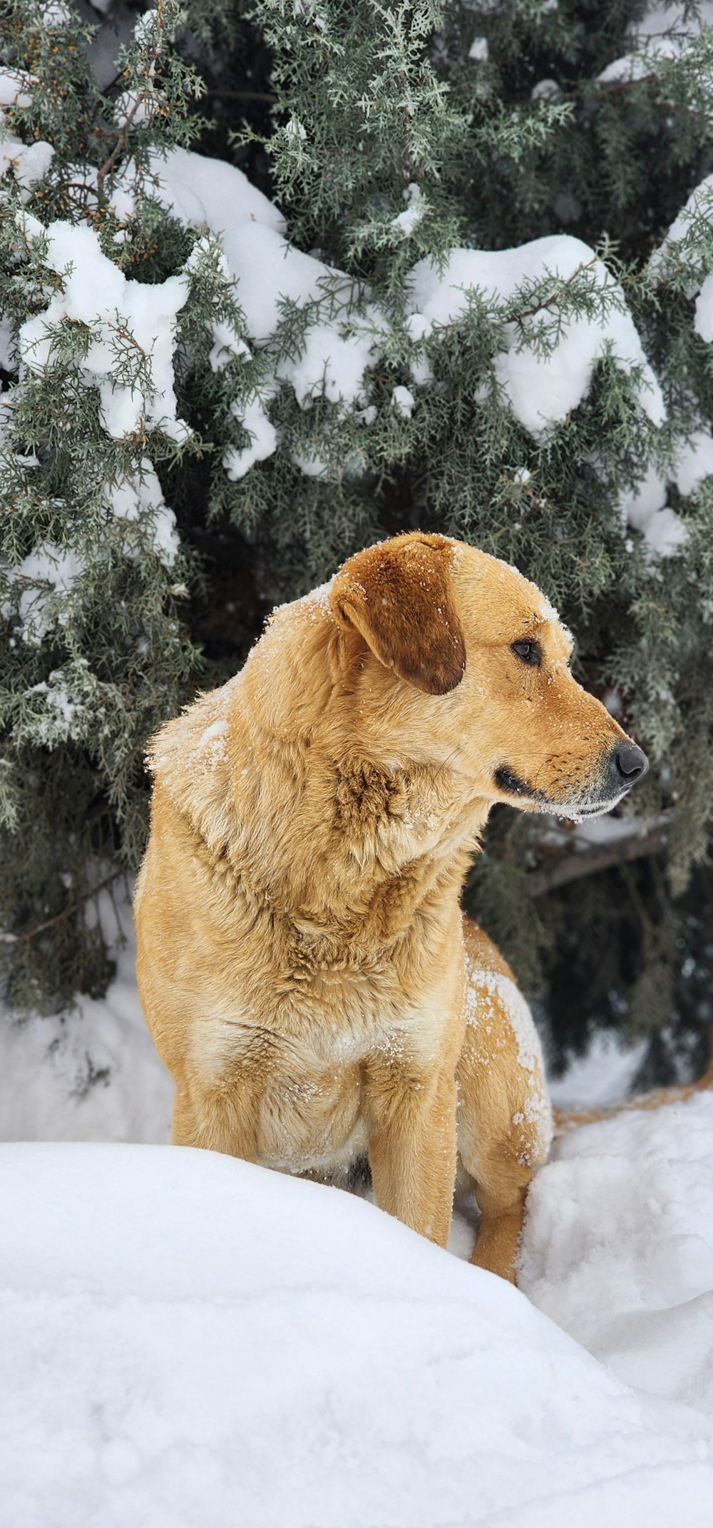 a brown dog standing on top of snow covered ground