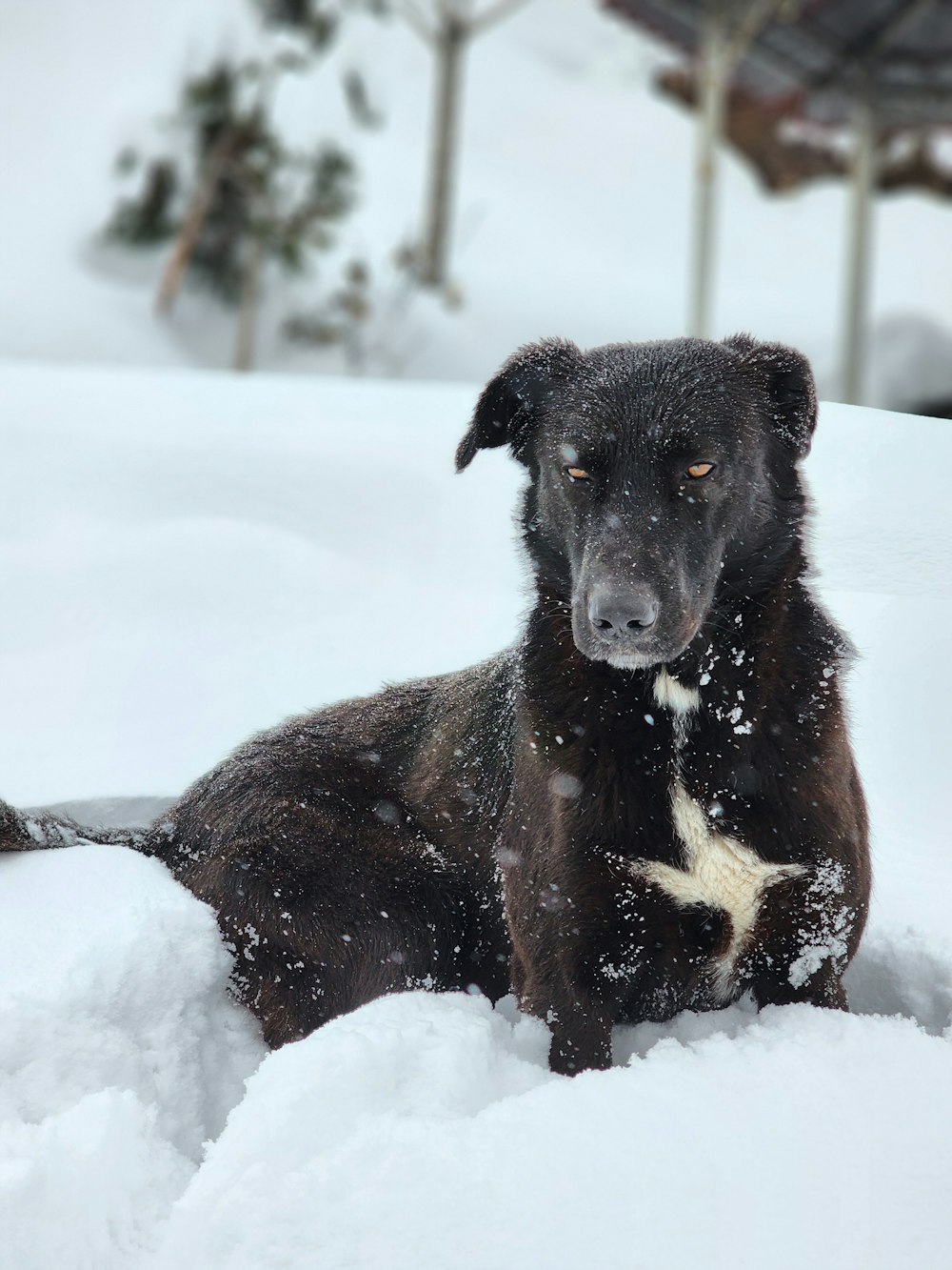 a black dog is sitting in the snow