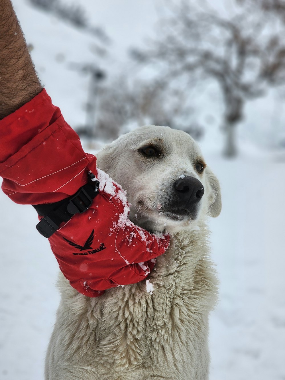 a close up of a dog wearing a red jacket