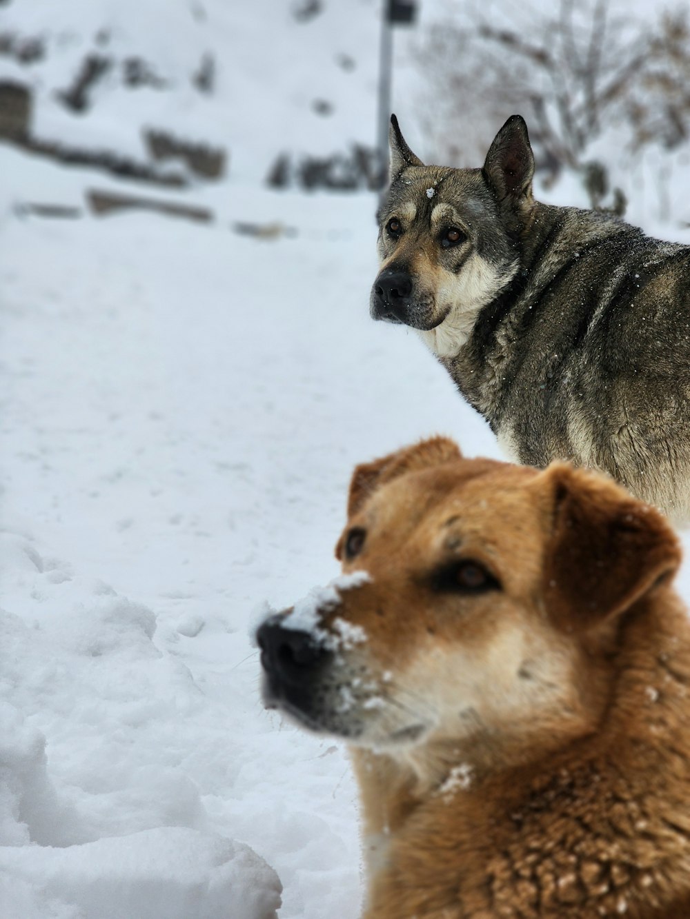 a couple of dogs that are standing in the snow