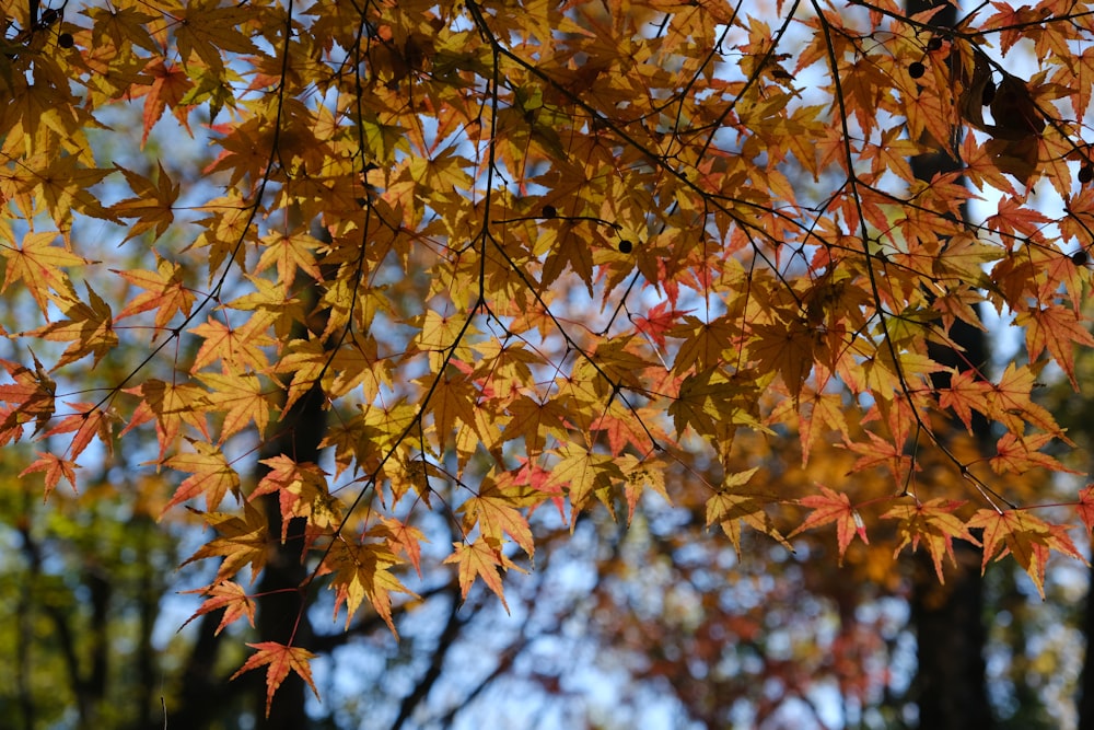 a close up of a tree with yellow and red leaves