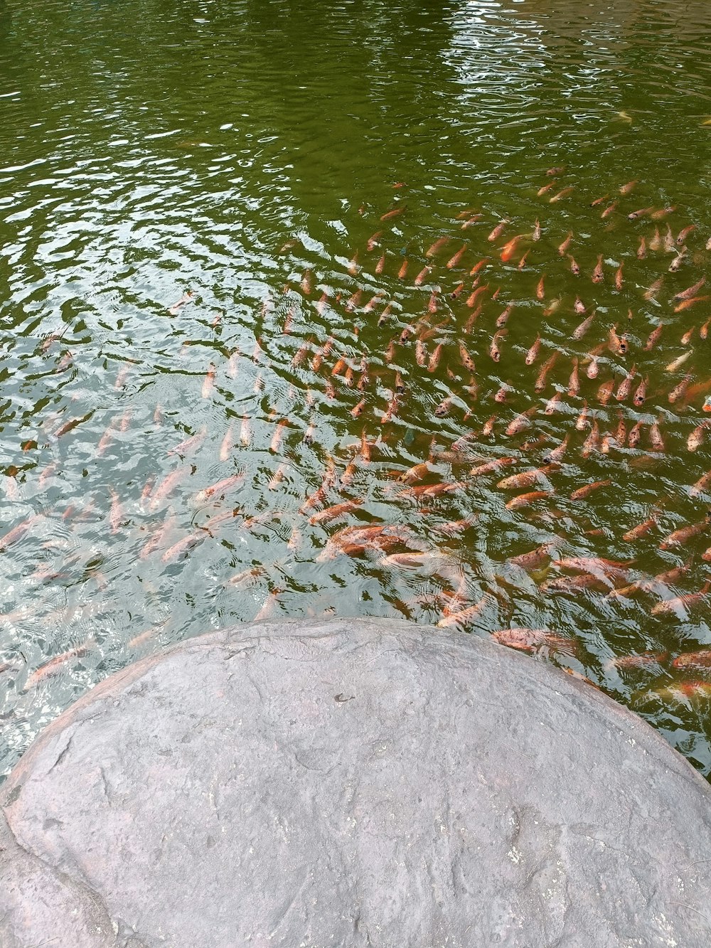 a large group of fish swimming in a pond