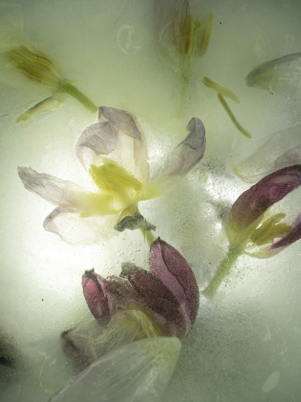 a group of flowers floating in a pool of water
