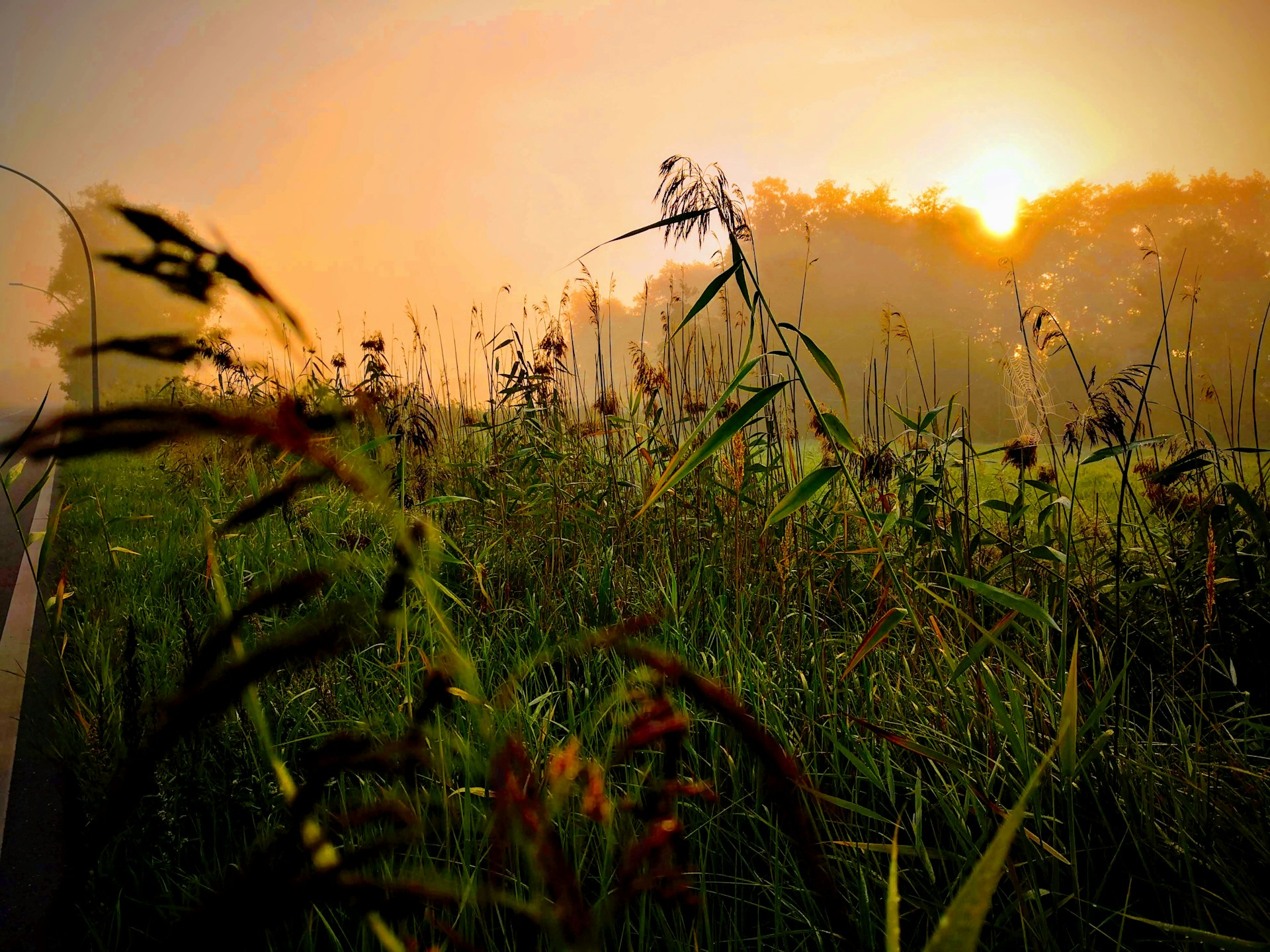 the sun is setting over a field of tall grass