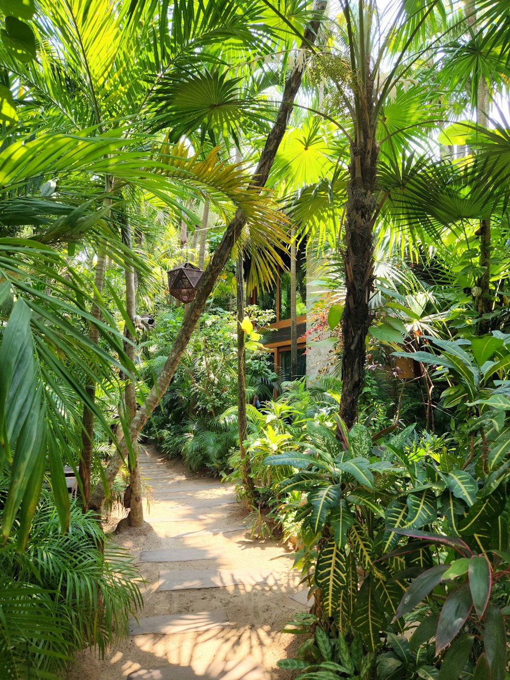 a path through a tropical forest with lots of trees