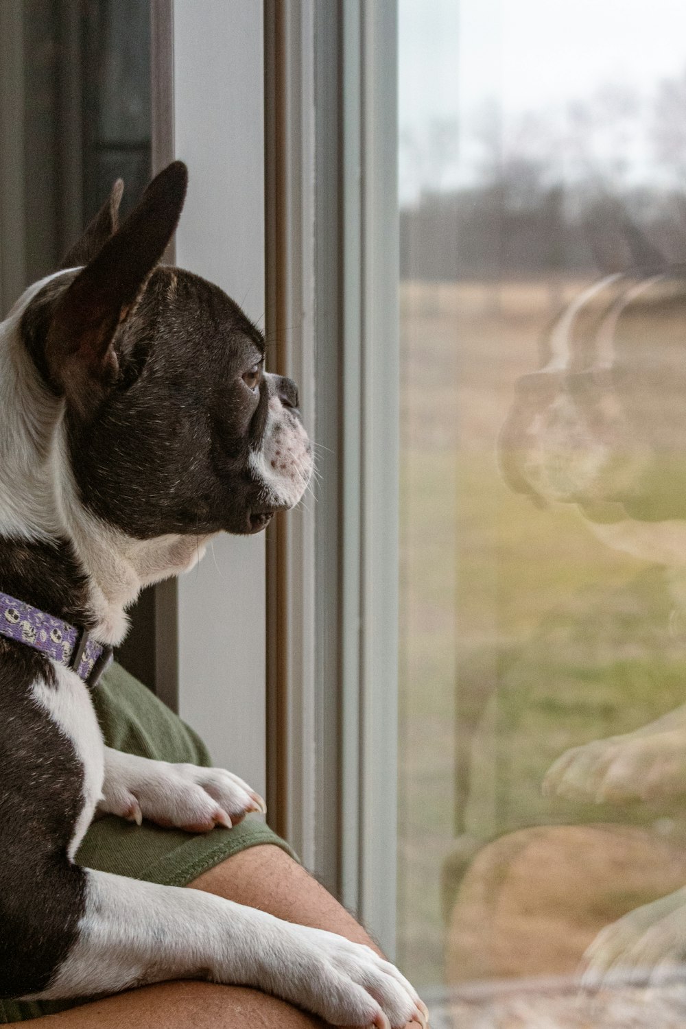 a dog sitting on a person's lap looking out a window