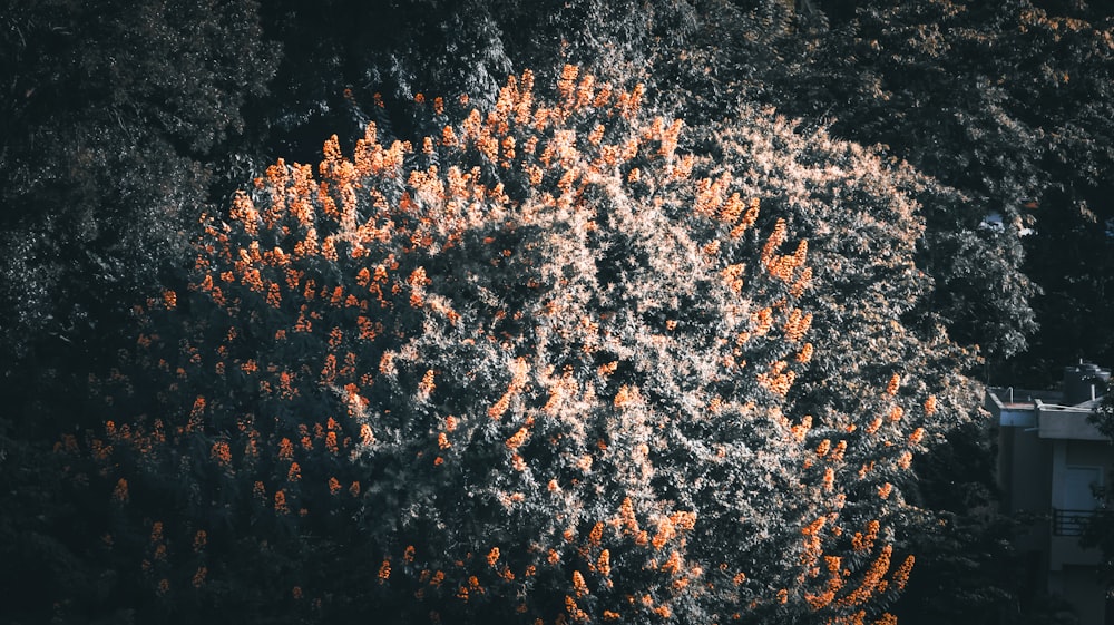 an aerial view of a tree with orange leaves